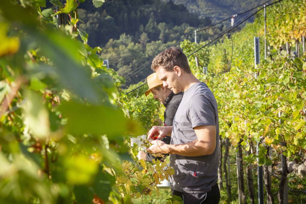 Weinlese in der Wachau