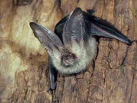 Fledermaus