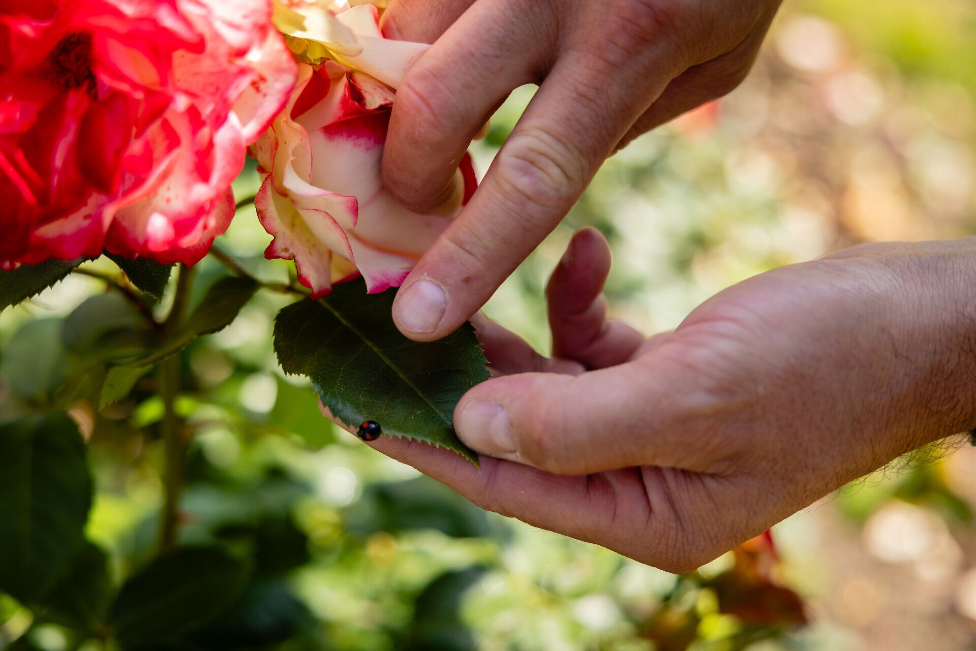 Rosafarbene Blüten einer Rose werden von Händen gehalten, der Zeigefinger zeigt auf einen schwarzen Marienkäfer mit nur zwei orangen Punkten.