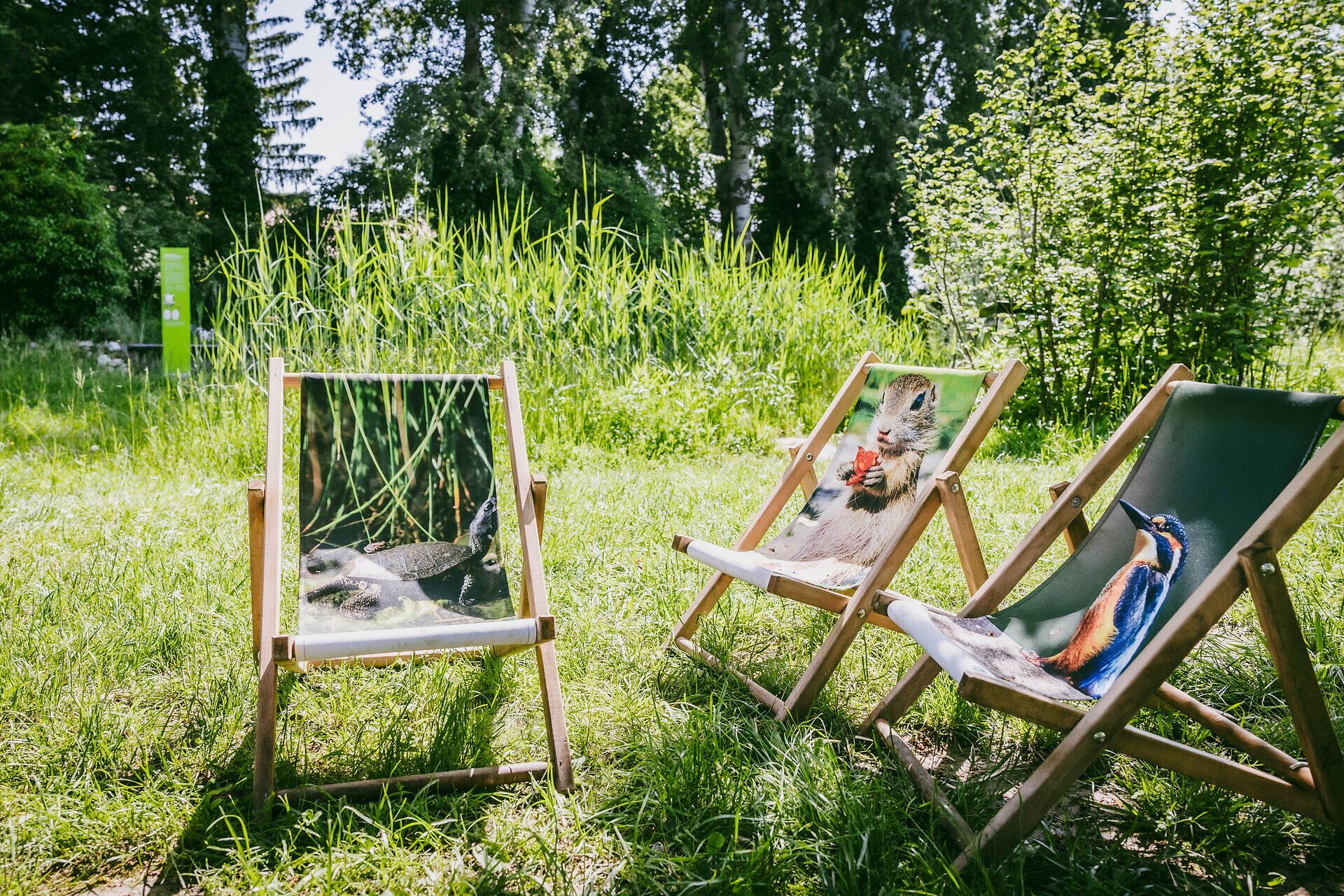 Drei Liegestühle mit Aufdrucken von Tieren in einer grünen Wiese. 
