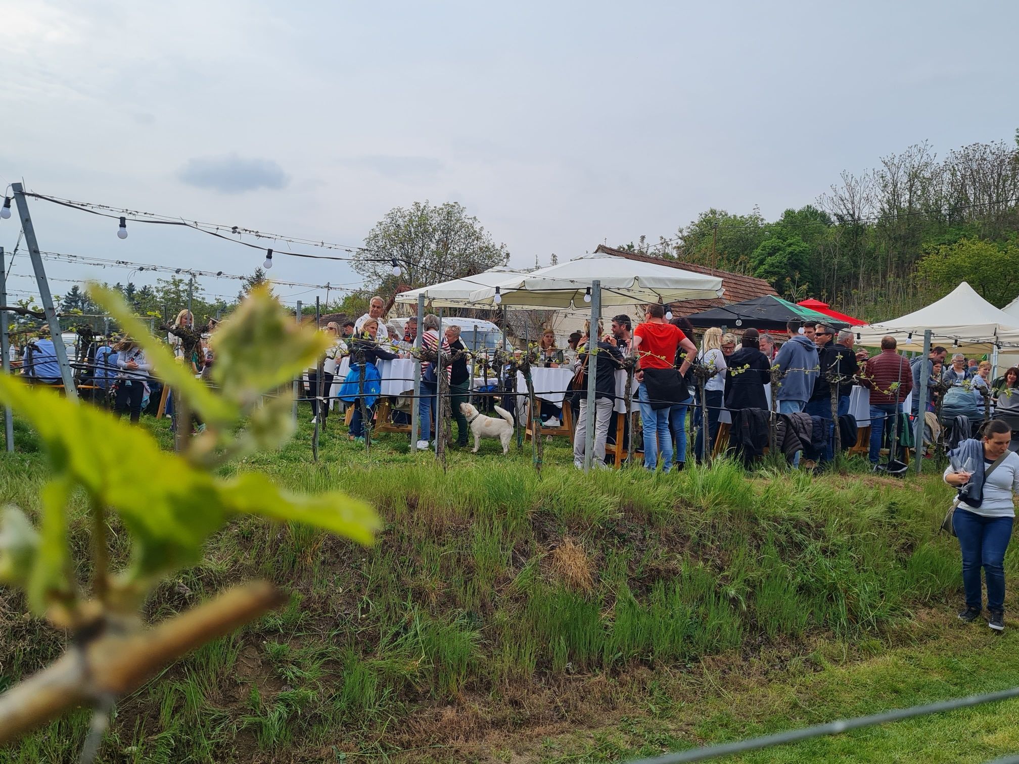 Stimmungsvolle Weinbergsveranstaltung mit Gästen an Stehtischen, Lichterketten und Sonnenschirmen in natürlicher Umgebung.