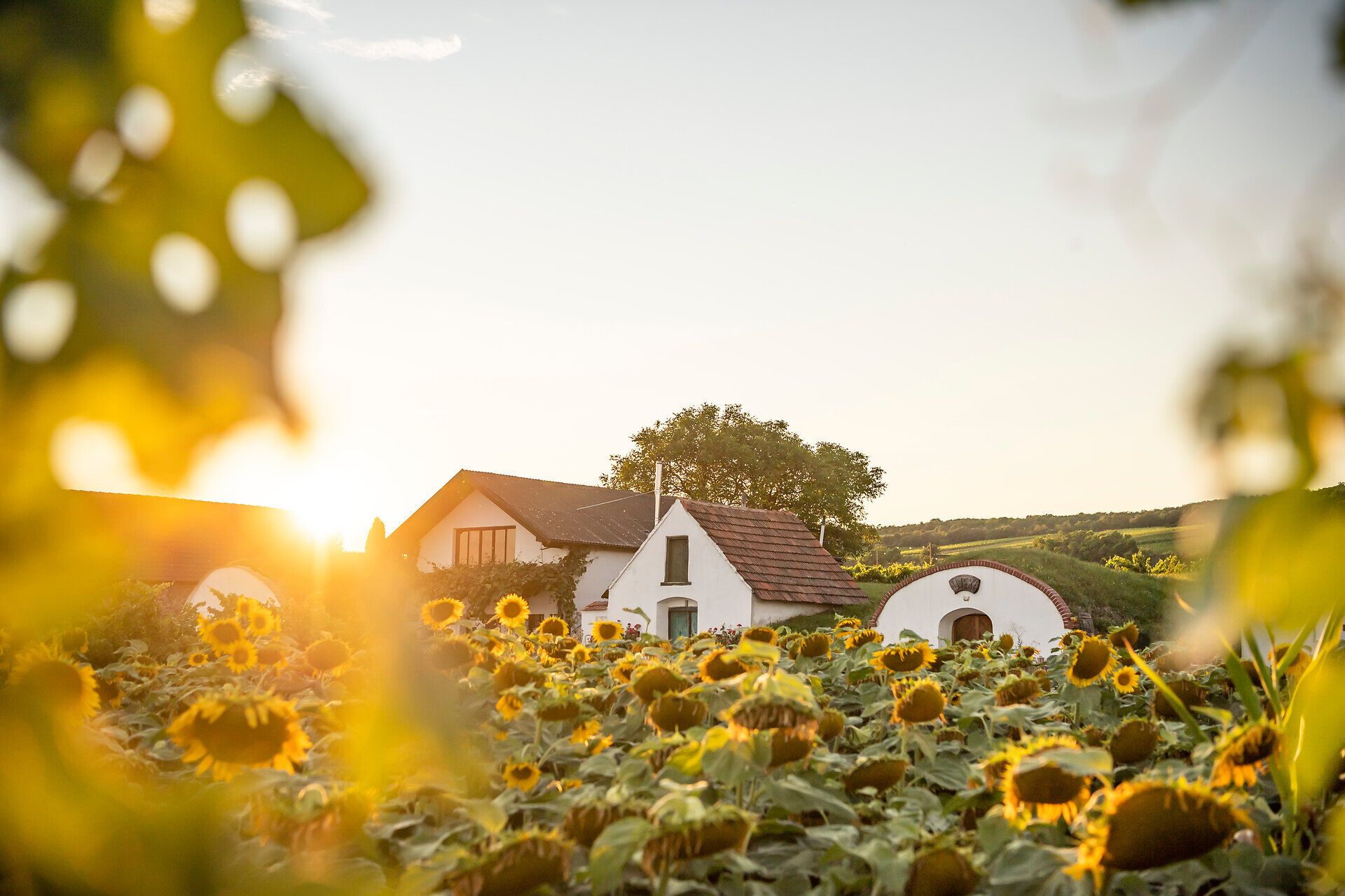 Alte Weinkeller mit einem Sonnenblumenfeld im Vordergrund. 