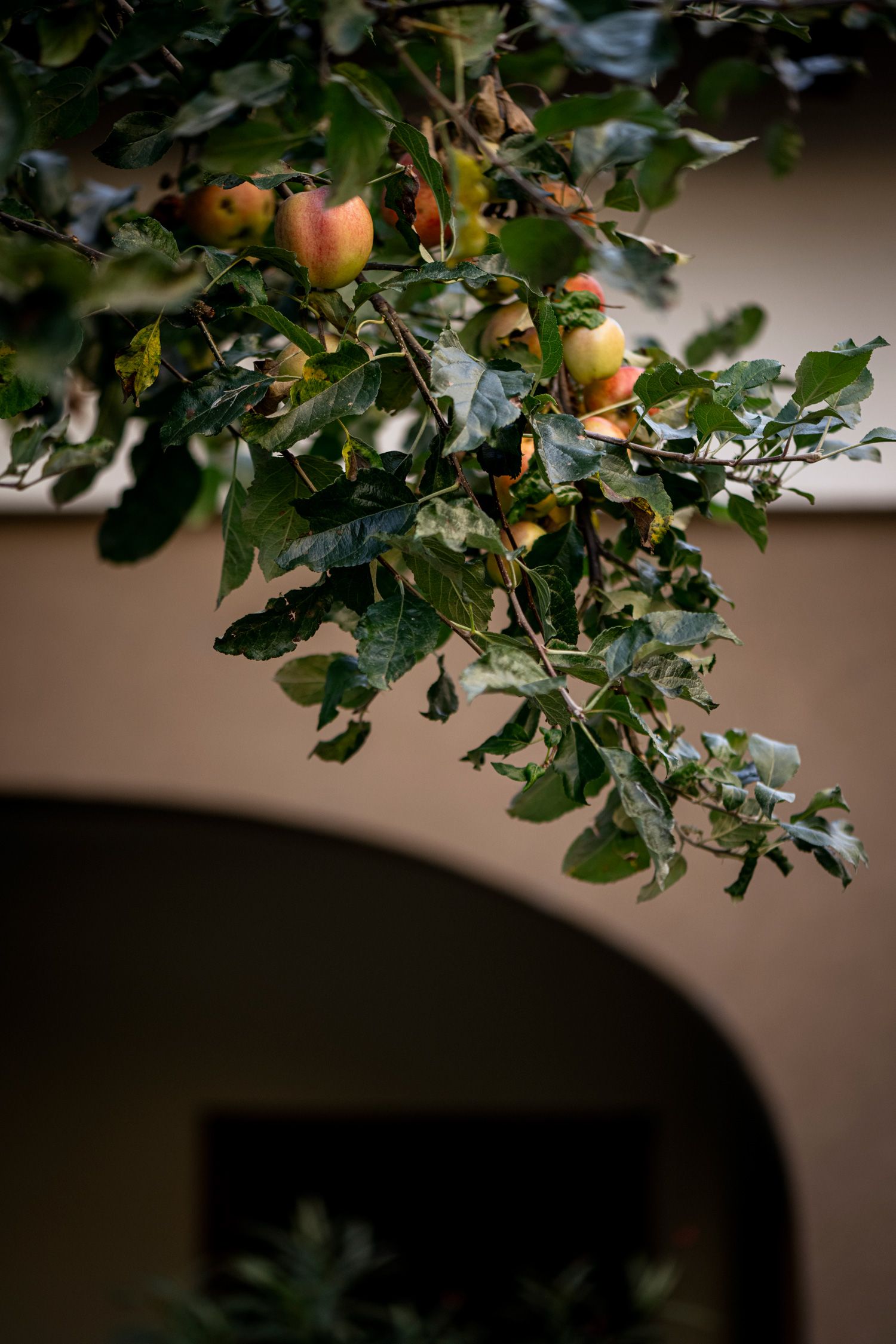 Ein Apfelbaum mit reifen Äpfeln vor einem Gebäude mit Arkaden.
