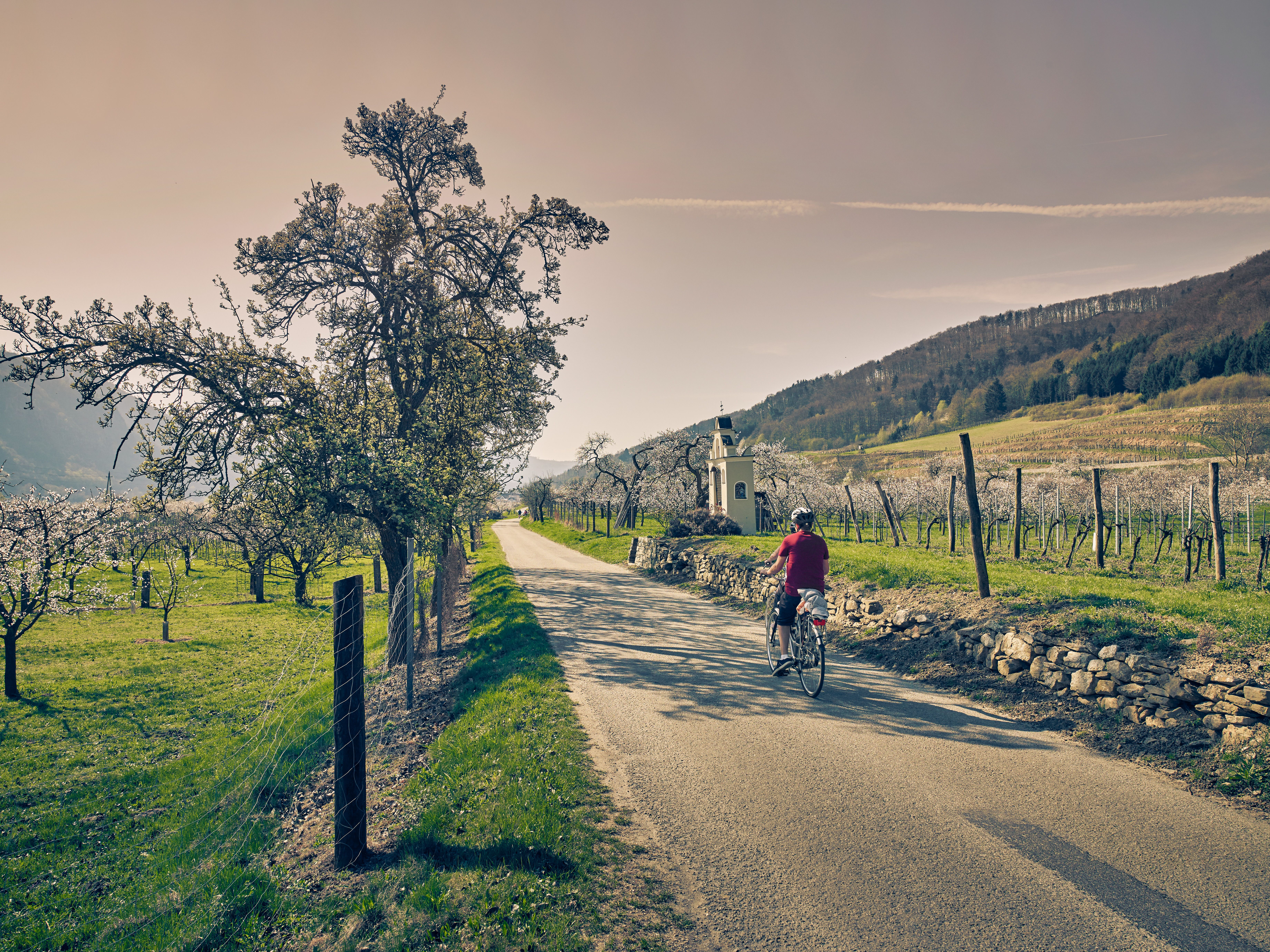 In der malerischen Wachau blühen die Marillenbäume und verleihen der Landschaft einen zauberhaften Anblick. Radfahrer genießen die sanften Hügel und die frische Frühlingsluft, während die Donau friedlich entlang fließt. Diese Region ist ein wahres Paradies für Naturliebhaber und bietet unvergessliche Ausblicke.