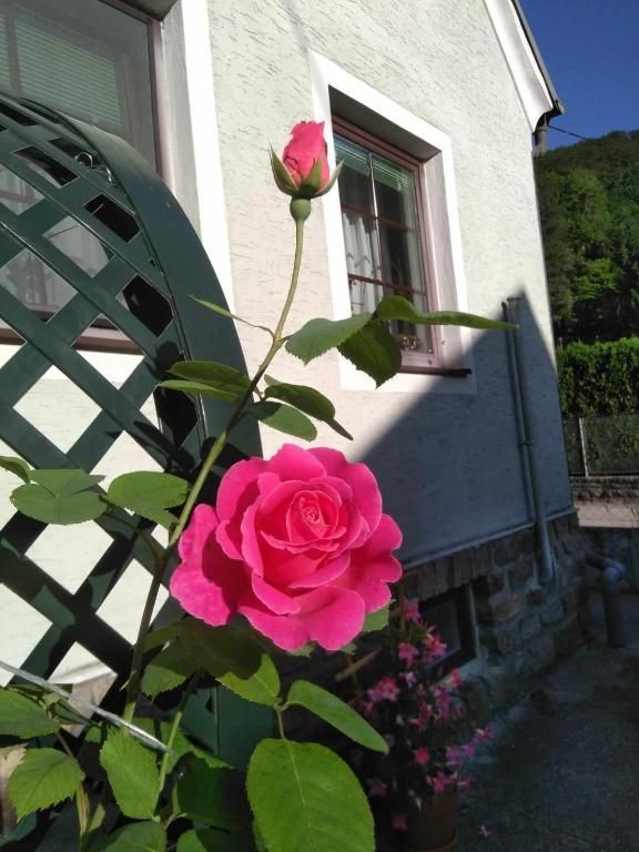 Blumen
