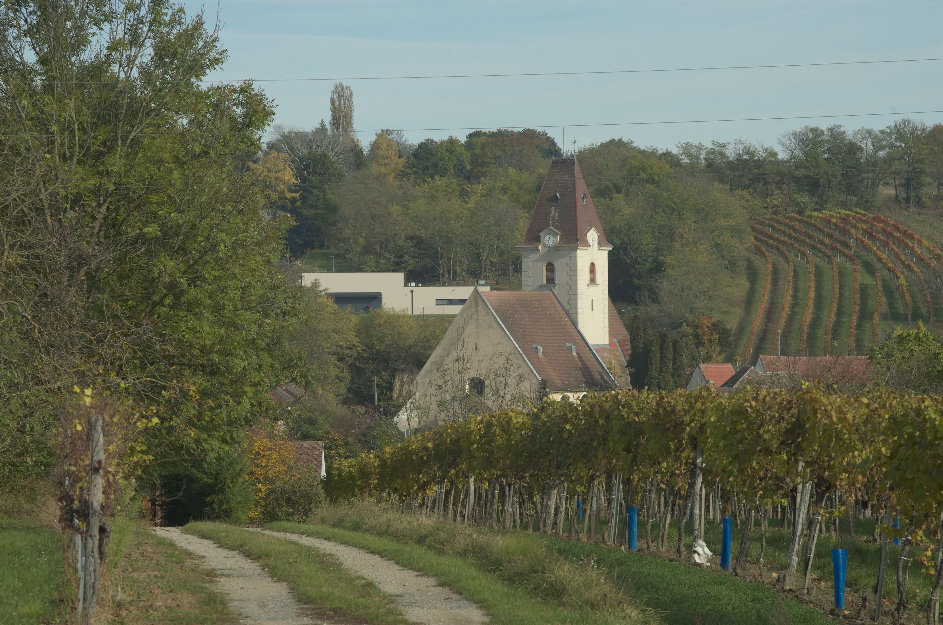 Blick auf eine Kirche inmitten von Weingärten in Ruppersthal.