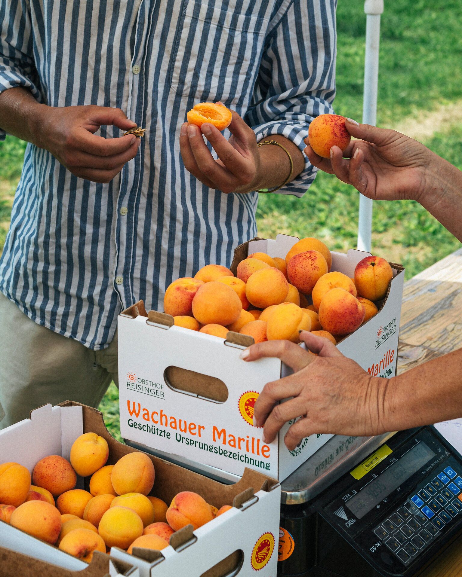 Hände halten Marillen über Kisten mit der Aufschrift „Wachauer Marille“; daneben steht eine Waage an einem Marktstand.