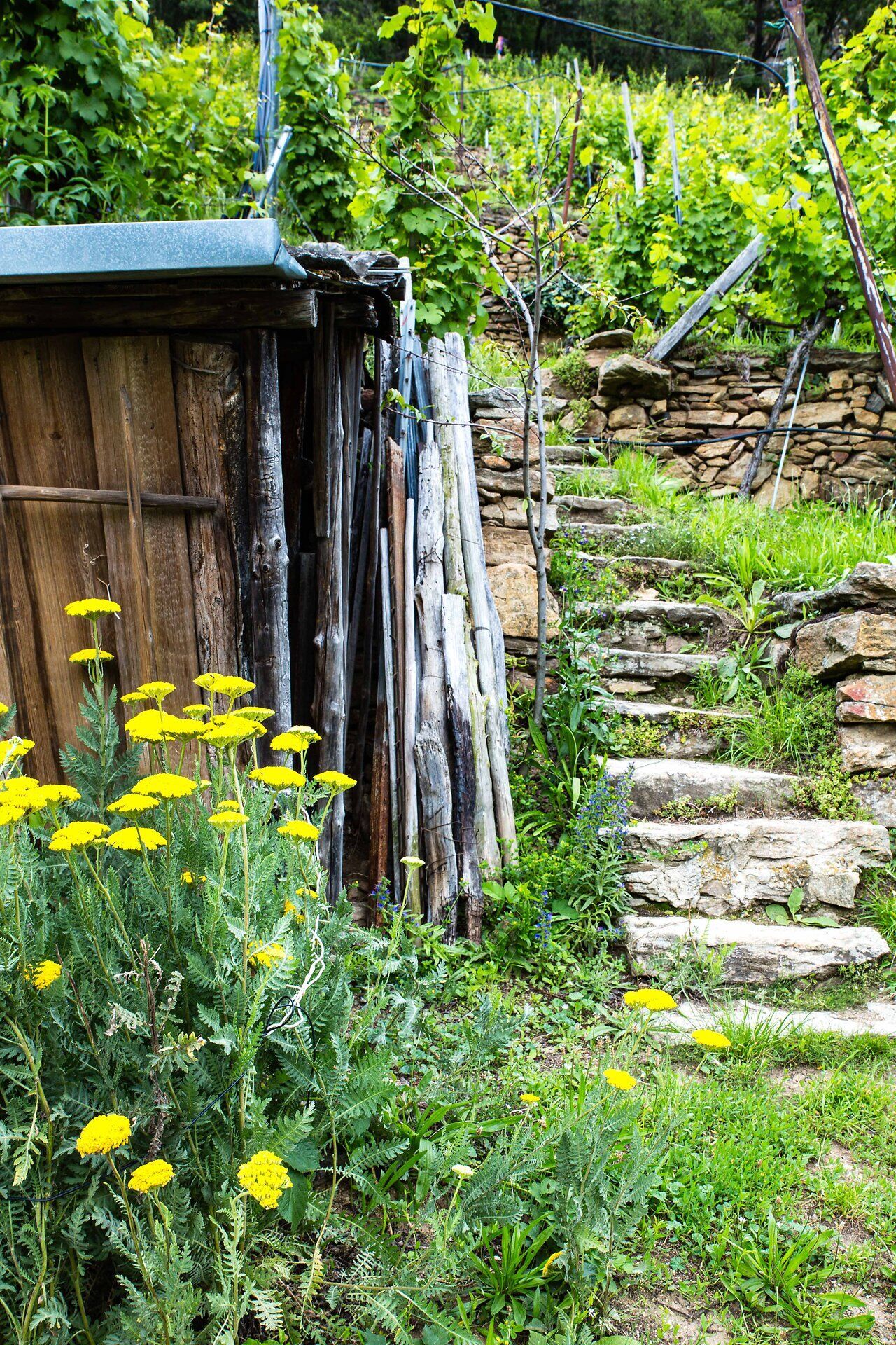 Ein malerischer Weg schlängelt sich durch die sanften Hügel, umgeben von üppigen Weinreben und leuchtenden gelben Blüten. Die rustikale Hütte lädt dazu ein, eine Pause einzulegen und die friedliche Atmosphäre der Natur zu genießen. Hier, wo die Zeit stillzustehen scheint, entfaltet sich die Schönheit des ländlichen Lebens.