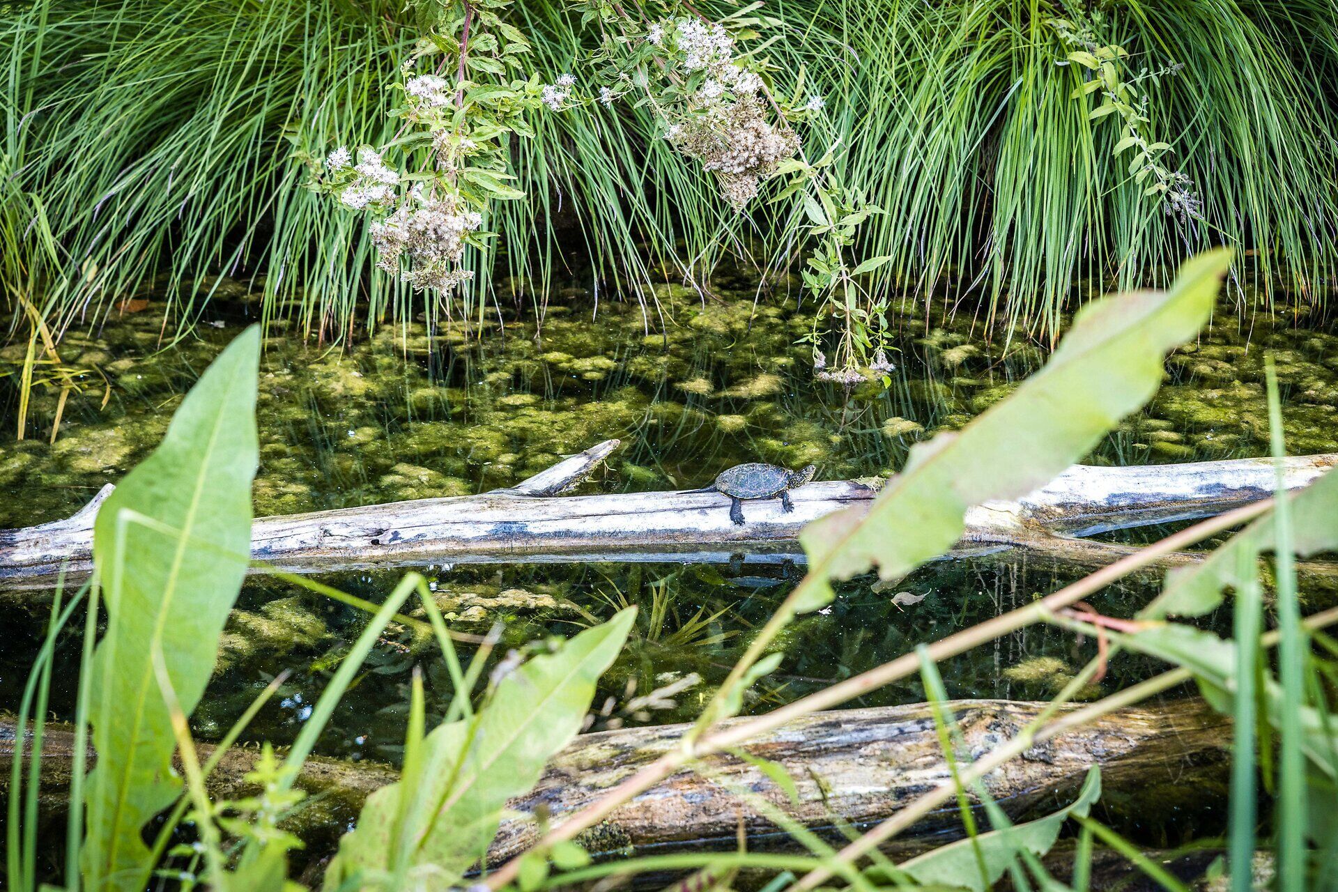 Europäische Sumpfschildkröte auf einem Baumstamm im Gewässer.
