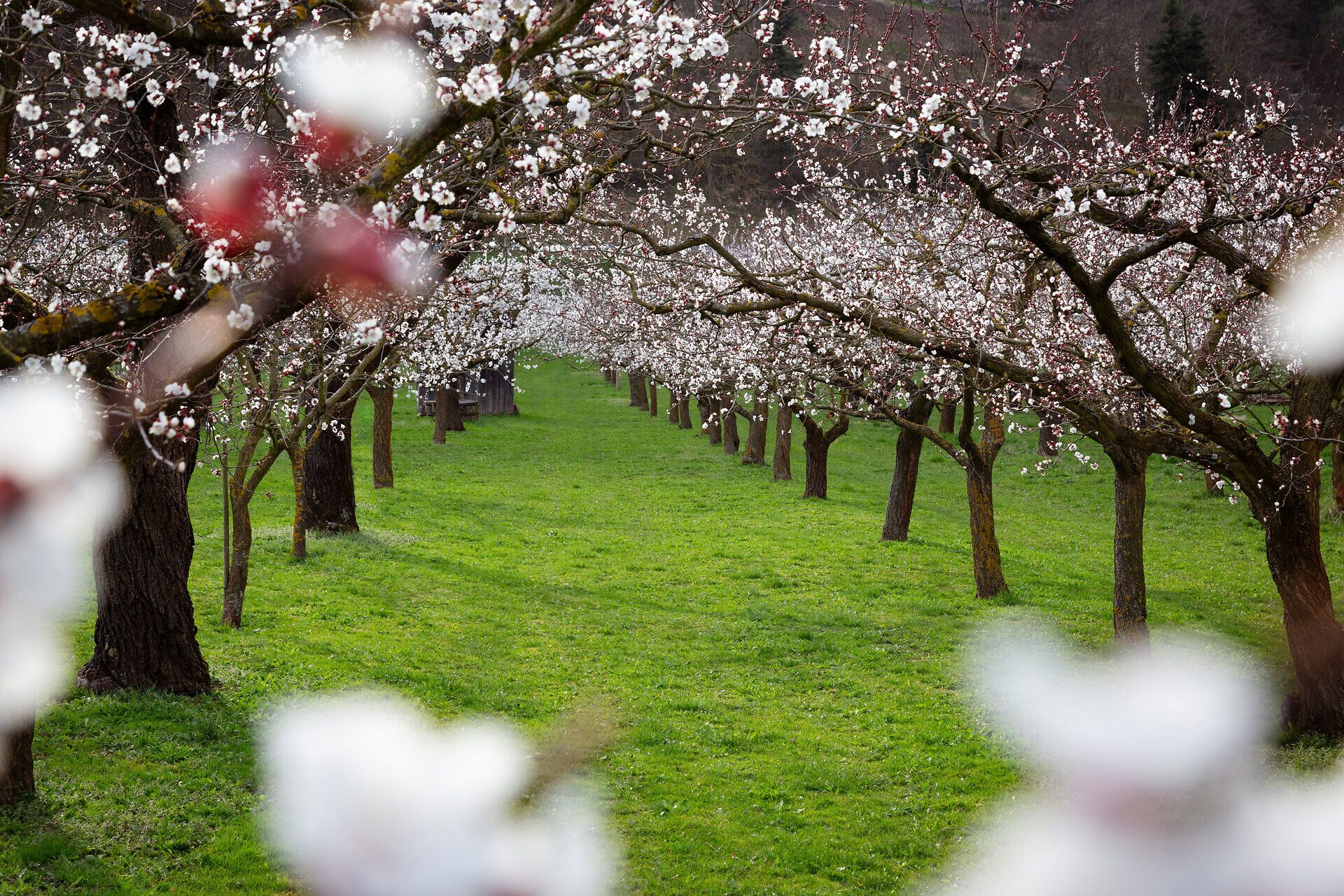 Blühende Marillenbäume im grünen Garten