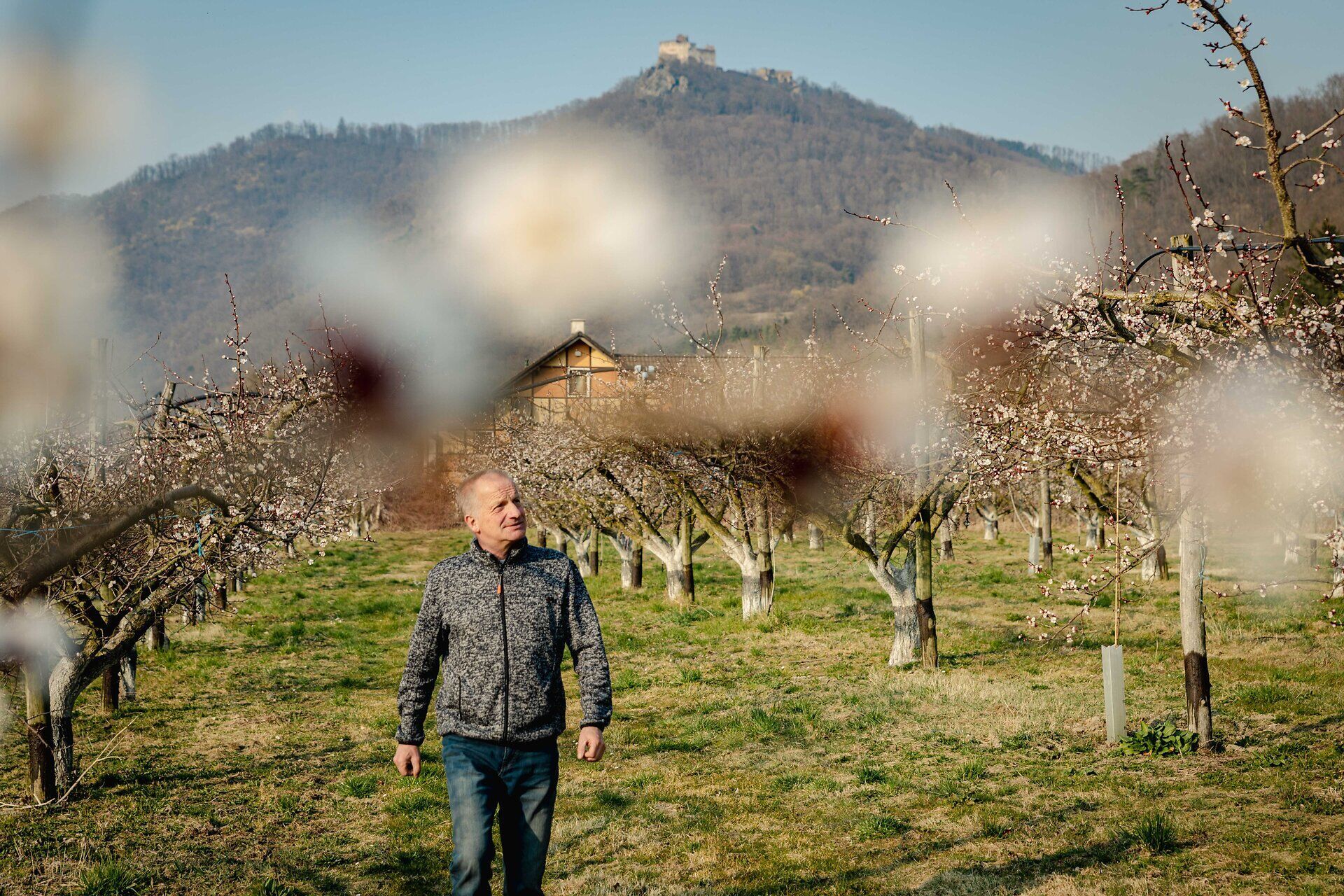 Obmann Franz Reisinger im Marillengarten unterwegs