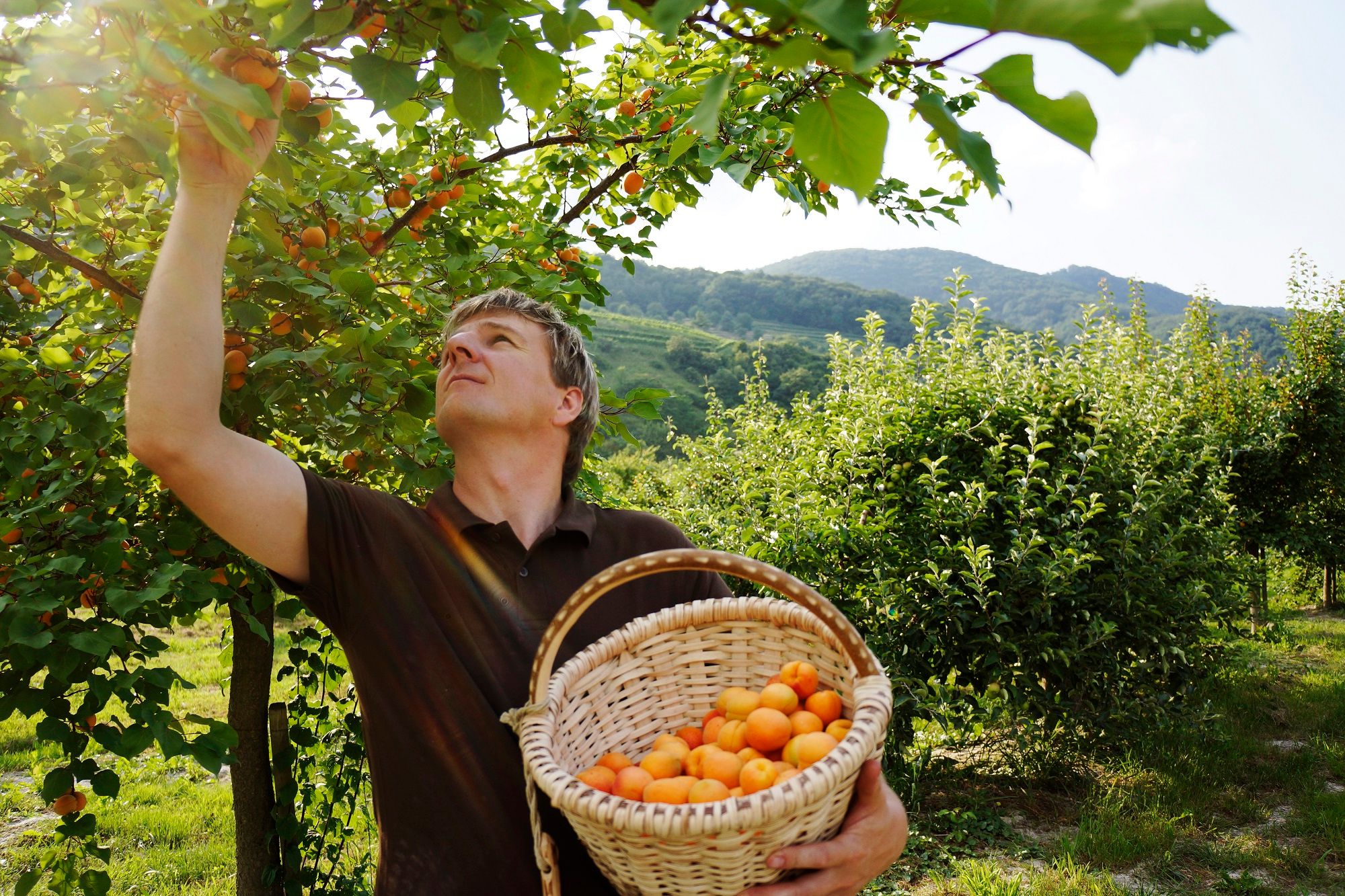 Ein Mann pflückt Aprikosen von einem Baum und hält einen Korb voller Früchte in einem Obstgarten.