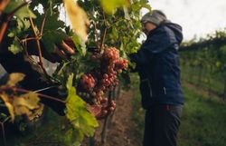 Eine Person schneidet bei der Weinlese eine helle Traube direkt vom Rebstock. Die Aufnahme entstand im Weingut Fritz in Zaussenberg am Wagram, Donau in Niederösterreich.