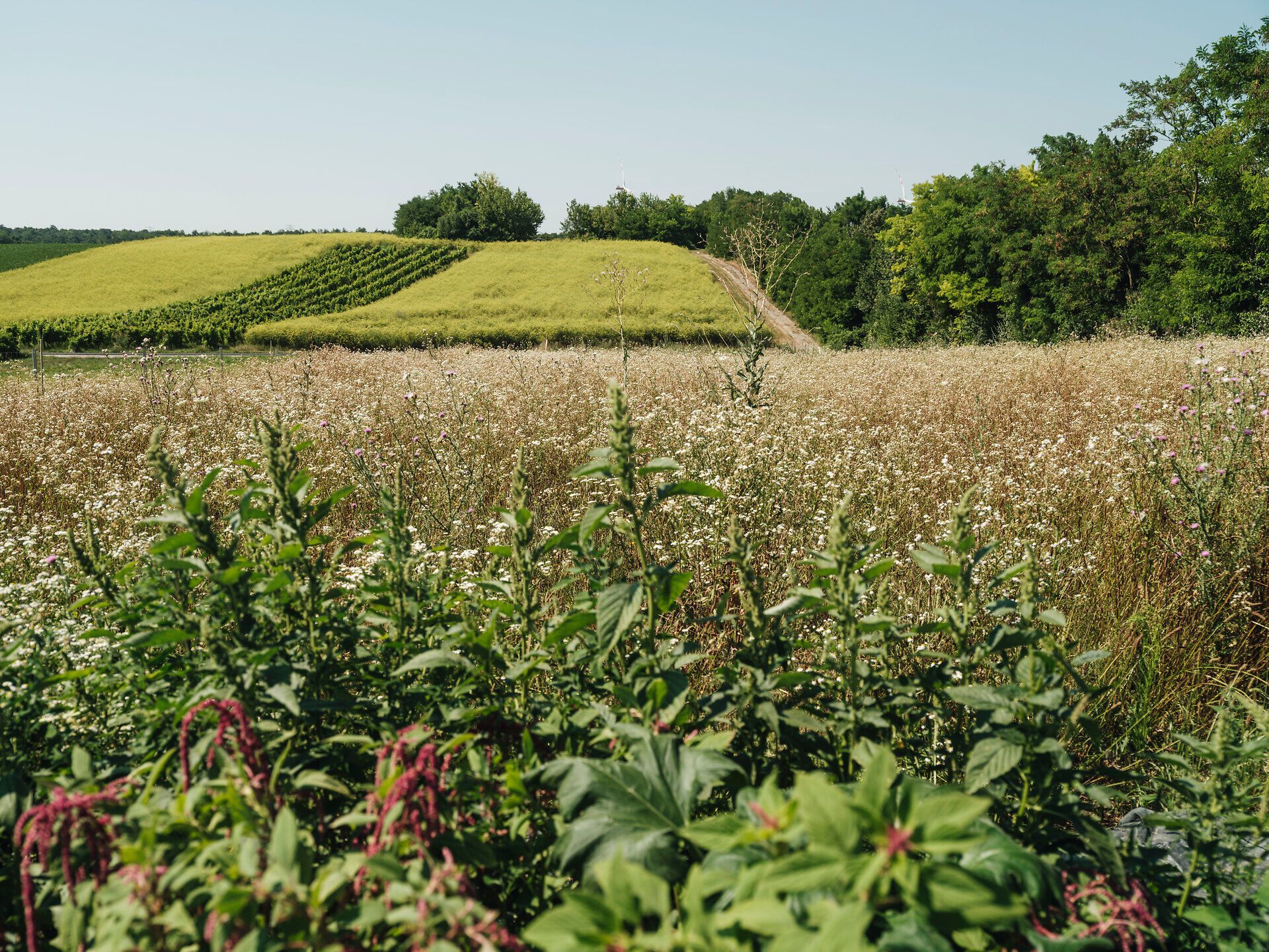 Herbstliche Blumenwiese mit Weinfeld und Wald im Hintergrund