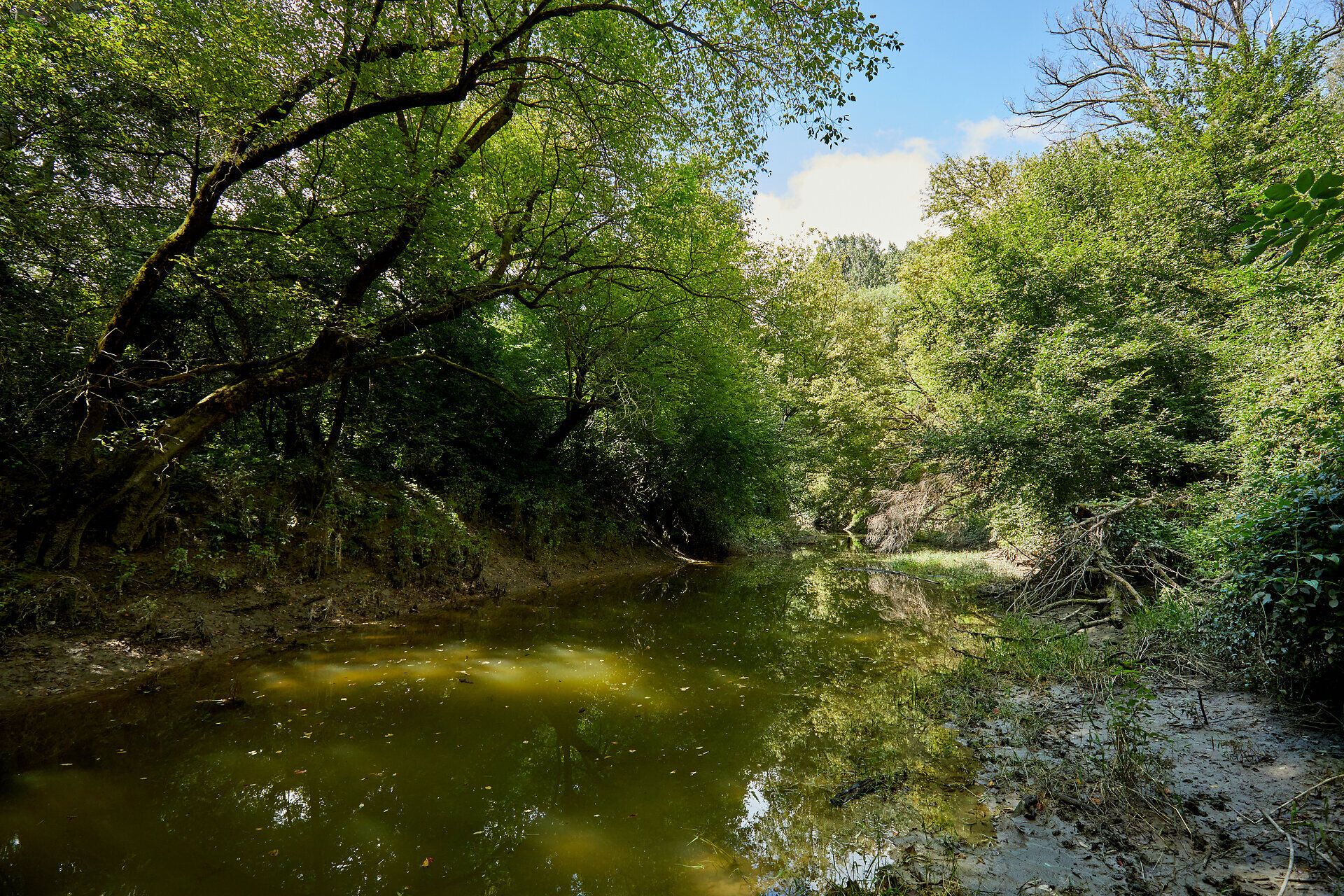 Die sanften Wellen des ruhigen Wassers spiegeln die üppige grüne Vegetation wider, während die Bäume sanft im Wind wiegen. Ein Ort der Ruhe und Erholung, wo die Natur in ihrer vollen Pracht erstrahlt und die Seele zur Entspannung einlädt.