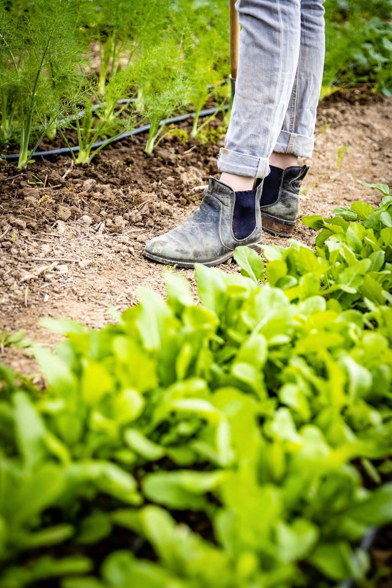 Füße einer Frau zwischen Dillpflanzen im Gemüsefeld.