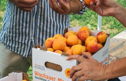 Hände halten Marillen über Kisten mit der Aufschrift „Wachauer Marille“; daneben steht eine Waage an einem Marktstand.