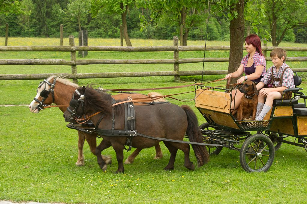 Eine Frau und ein Kind fahren in einer Ponykutsche mit zwei Ponys und einem Hund auf einer Wiese.