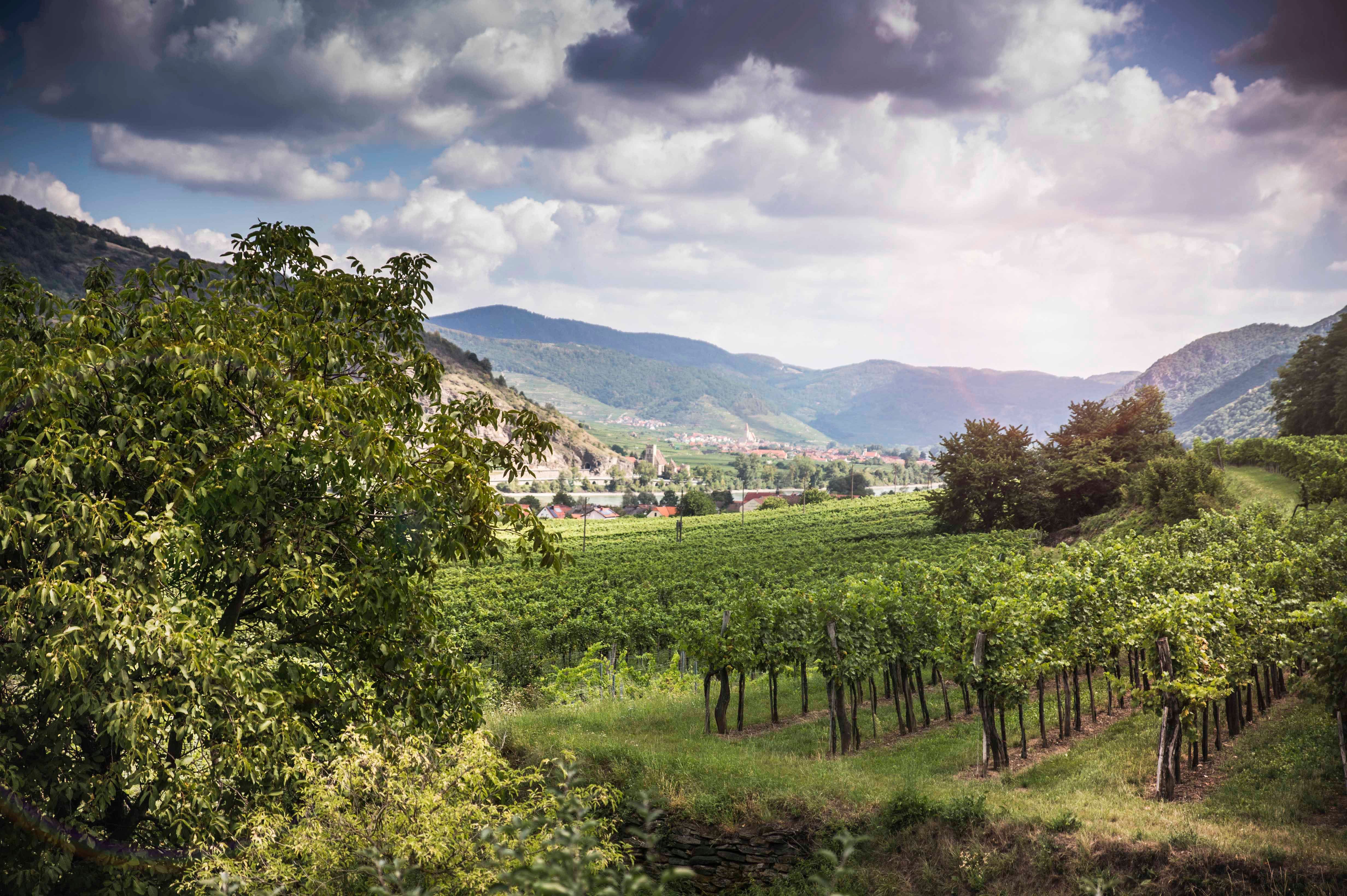 Weinberge und Landschaft in Rossatz-Arnsdorf, umgeben von Hügeln und Wolken.