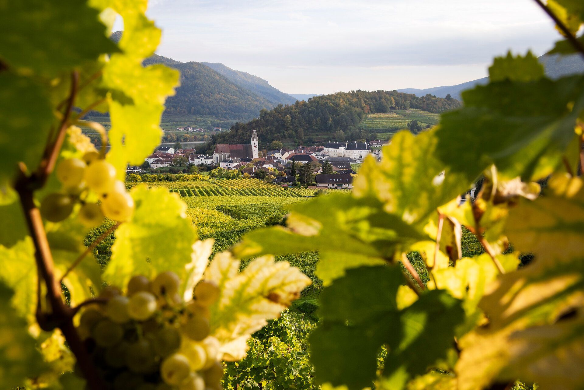 Weinreben in der Wachau im Herbst