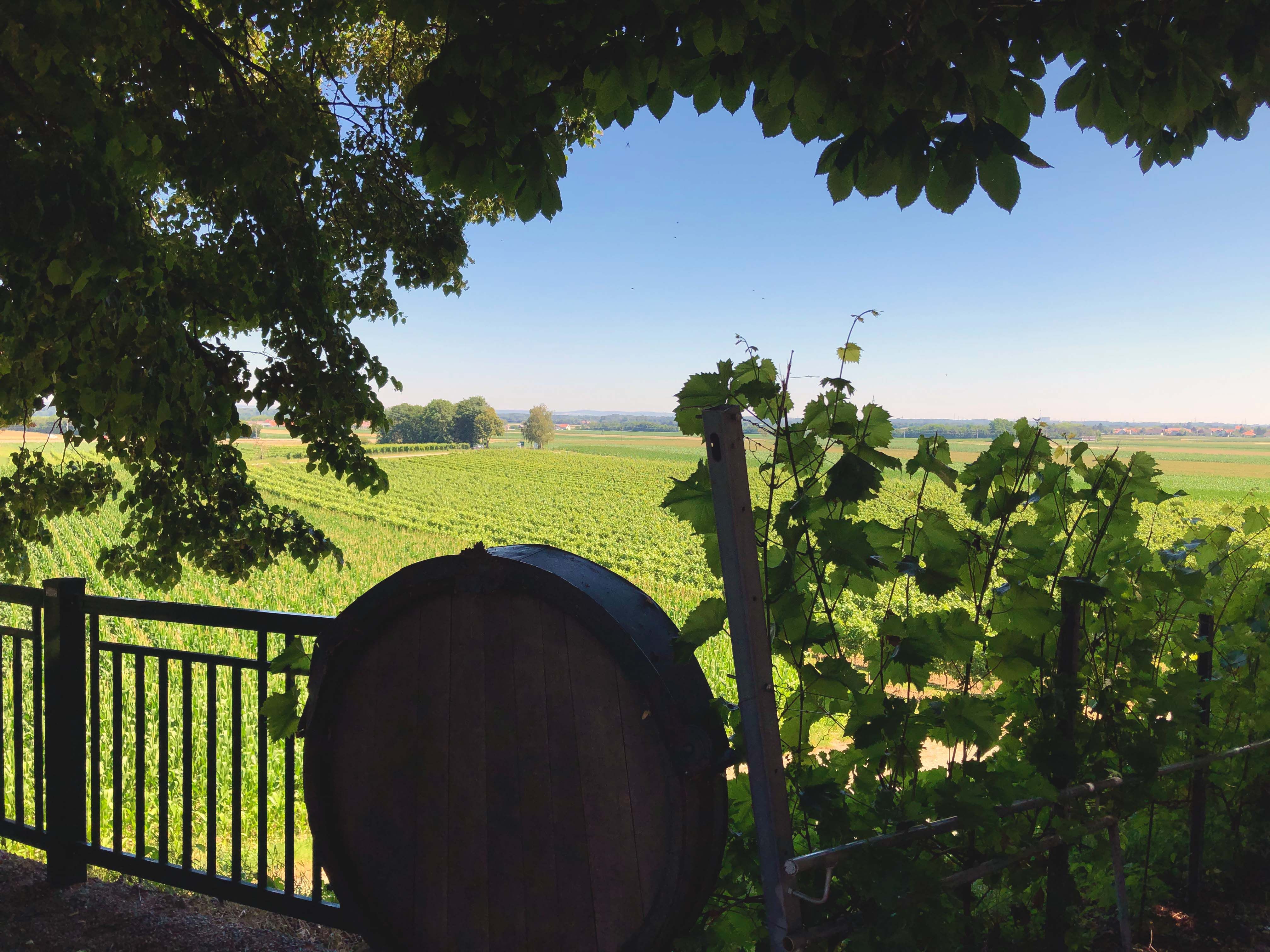 Blick auf Weinberge mit einem Weinfass im Vordergrund, umrahmt von Blättern.