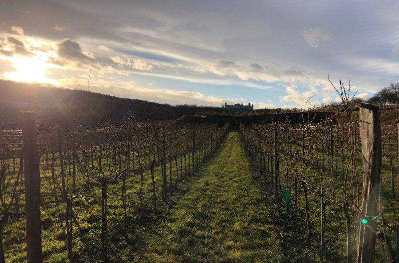 Weinberg mit Blick auf Stift Göttweig im Hintergrund bei Sonnenuntergang.