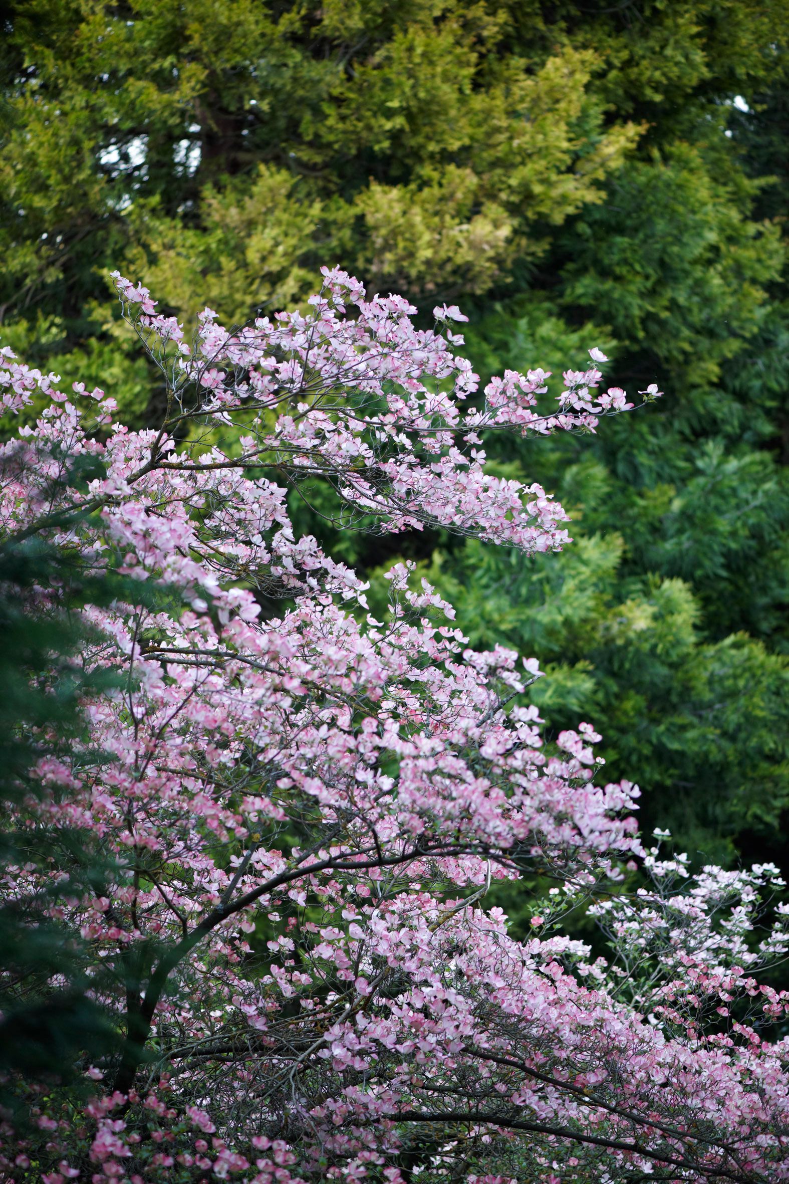 Ein blühender Baum mit rosa Blüten vor einem Hintergrund aus grünen Bäumen.