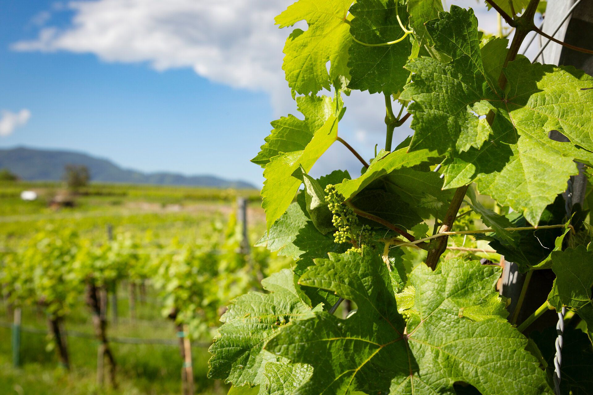 Im Frühling erblühen die Weinberge in voller Pracht und laden zu einem Spaziergang durch die sanften Hügel ein. Die frischen, grünen Blätter der Reben glänzen im Sonnenlicht und versprechen eine reiche Ernte. Hier, wo die Natur erwacht, spürt man die Vorfreude auf die bevorstehenden Weinfeste.