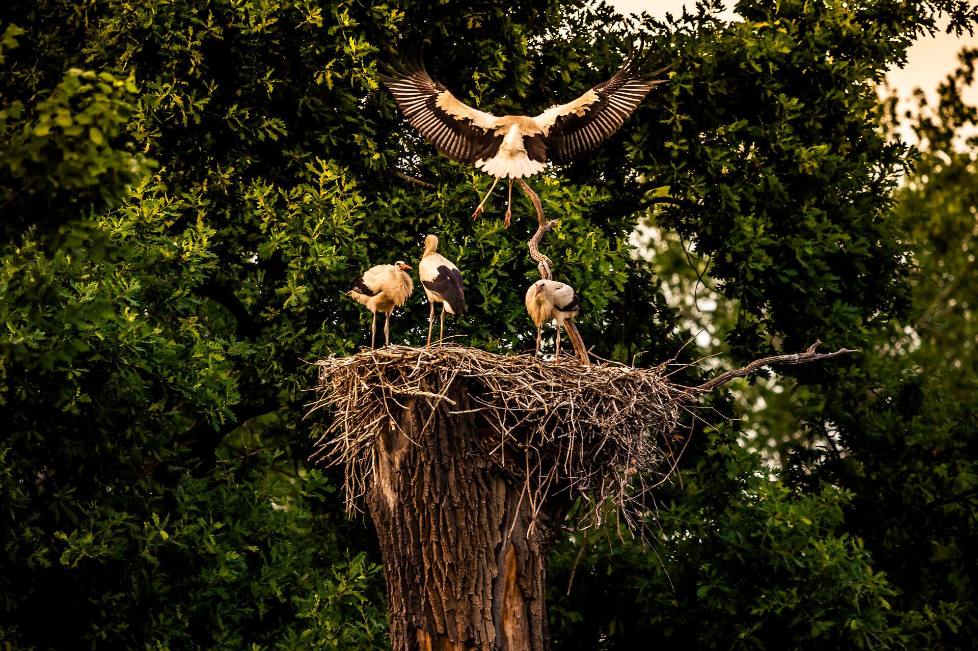 In der sanften Abenddämmerung erheben sich majestätische Störche über ihrem Nest, während die anderen geduldig auf ihre Rückkehr warten. Die ruhige Atmosphäre des Marchfelds umgibt diese beeindruckenden Vögel, die das Bild von Natur und Harmonie perfekt verkörpern.