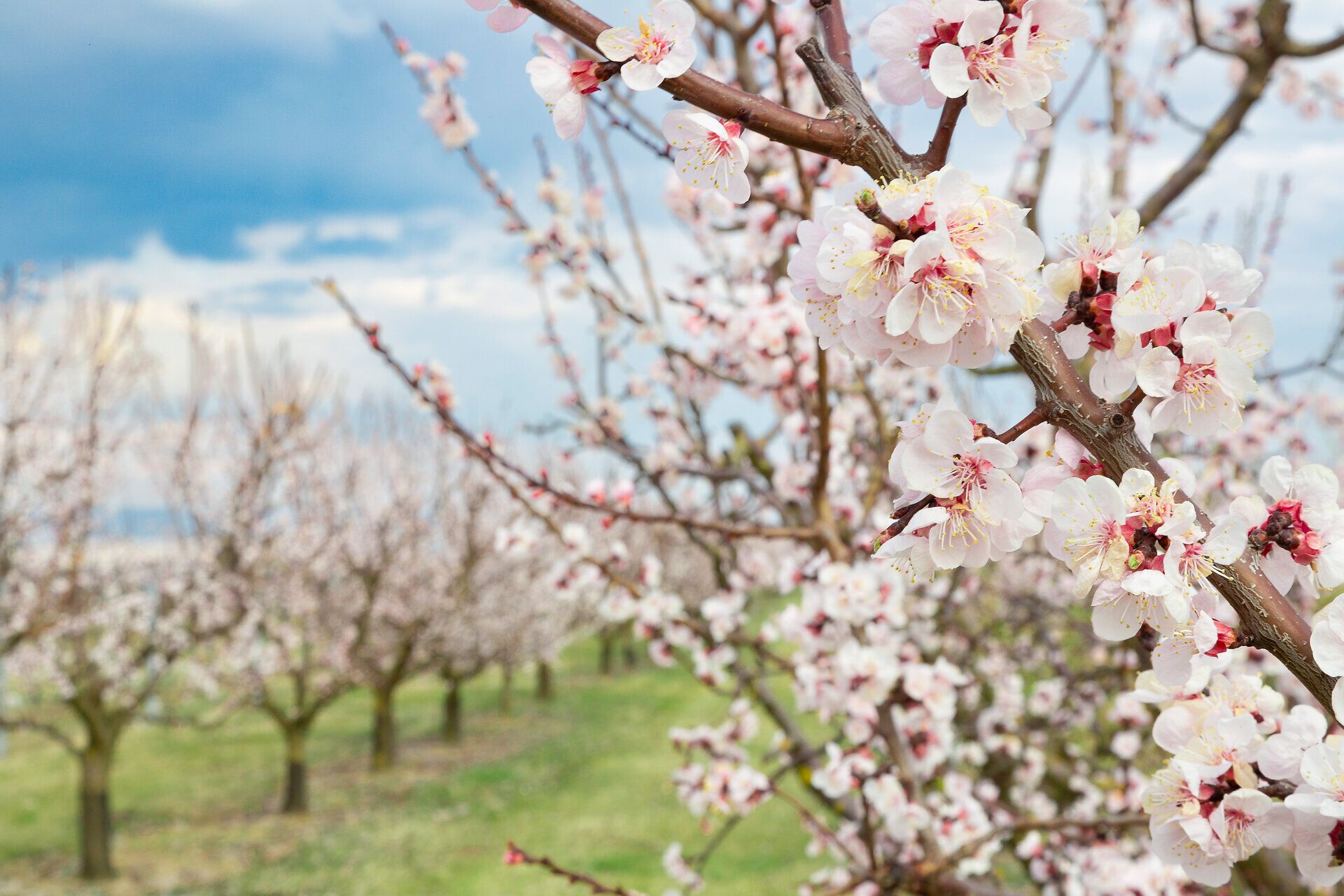 Die zarten Blüten der Marille erstrahlen in voller Pracht und verleihen der Landschaft einen Hauch von Frühling. Sanfte Winde streichen durch die blühenden Bäume und laden dazu ein, die Schönheit der Natur zu genießen. Ein wahres Fest für die Sinne, das die Vorfreude auf die kommende Ernte weckt.
