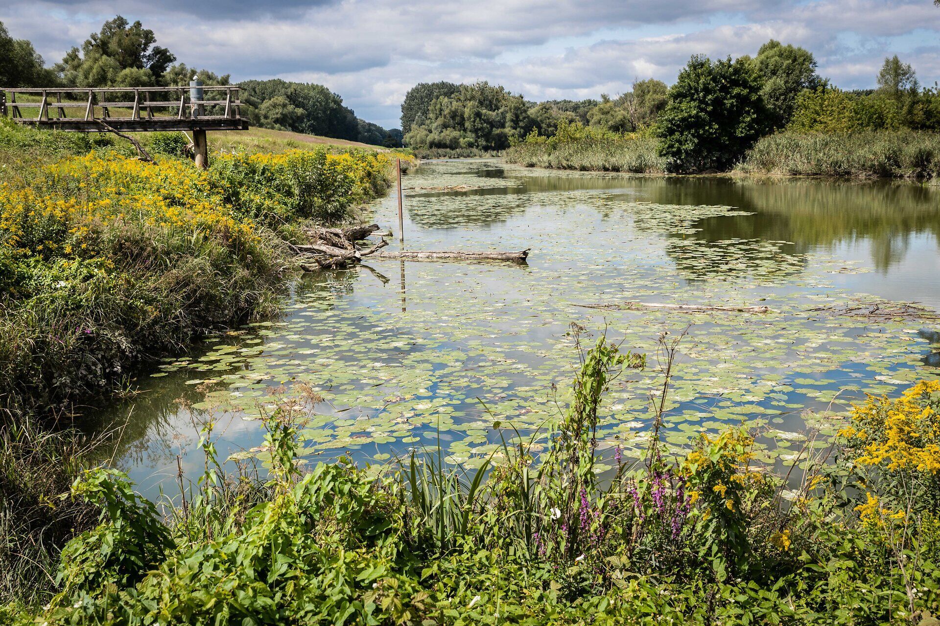 Die sanften Wellen der Donau spiegeln die üppige Frühlingslandschaft wider, während die gelben Blüten der Wildkräuter einen lebhaften Kontrast zum ruhigen Wasser bieten. Ein malerischer Holzsteg lädt dazu ein, die Schönheit der Natur zu erkunden und die frische Luft zu genießen.