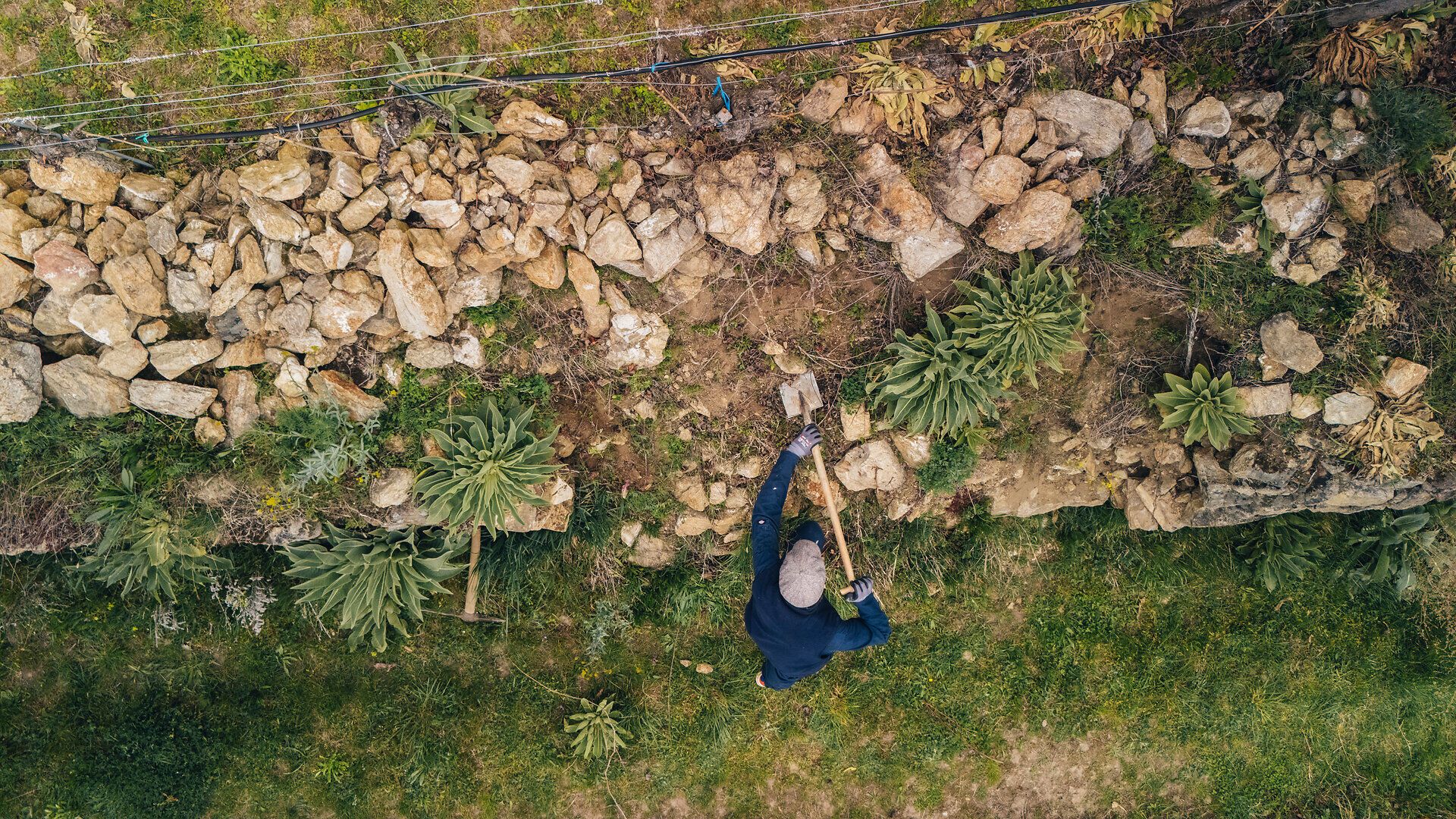 Luftaufnahme einer Person, die mit Werkzeug an einer Trockensteinmauer im Weingarten arbeitet; rundherum Gras, Steine und Pflanzen.