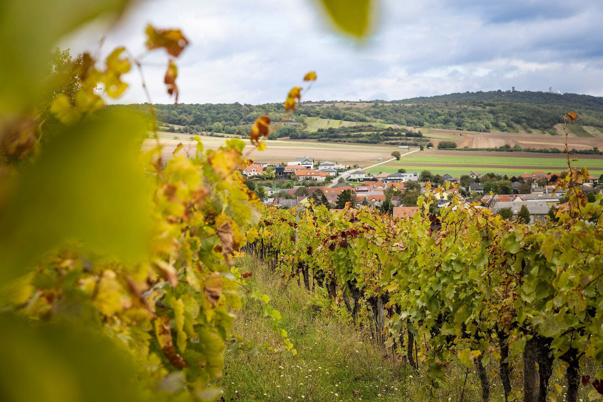 Grüner Weingarten im Hintergrund ein Ort. 