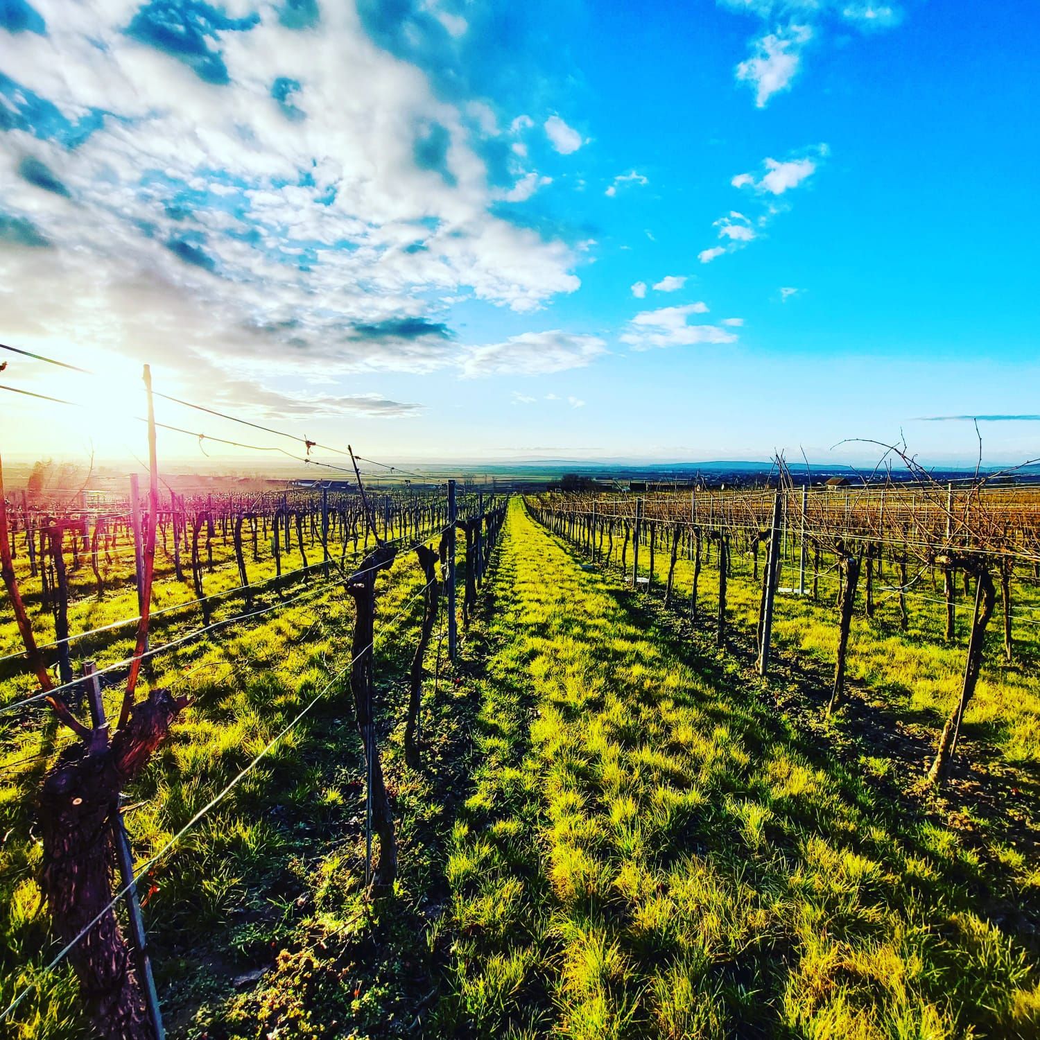 Weingarten im Frühling