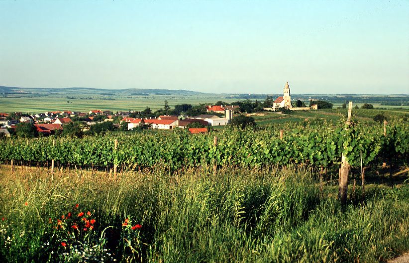 Blick auf Höflein mit Weinbergen im Vordergrund und einer Kirche im Hintergrund.