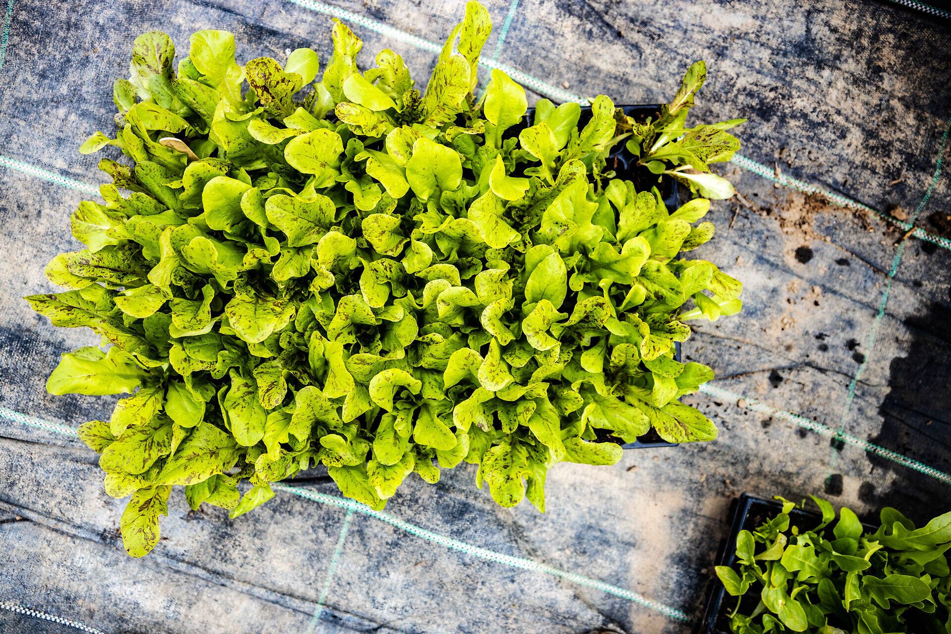 Nahaufnahme von grünem Salat auf einem Holztisch.