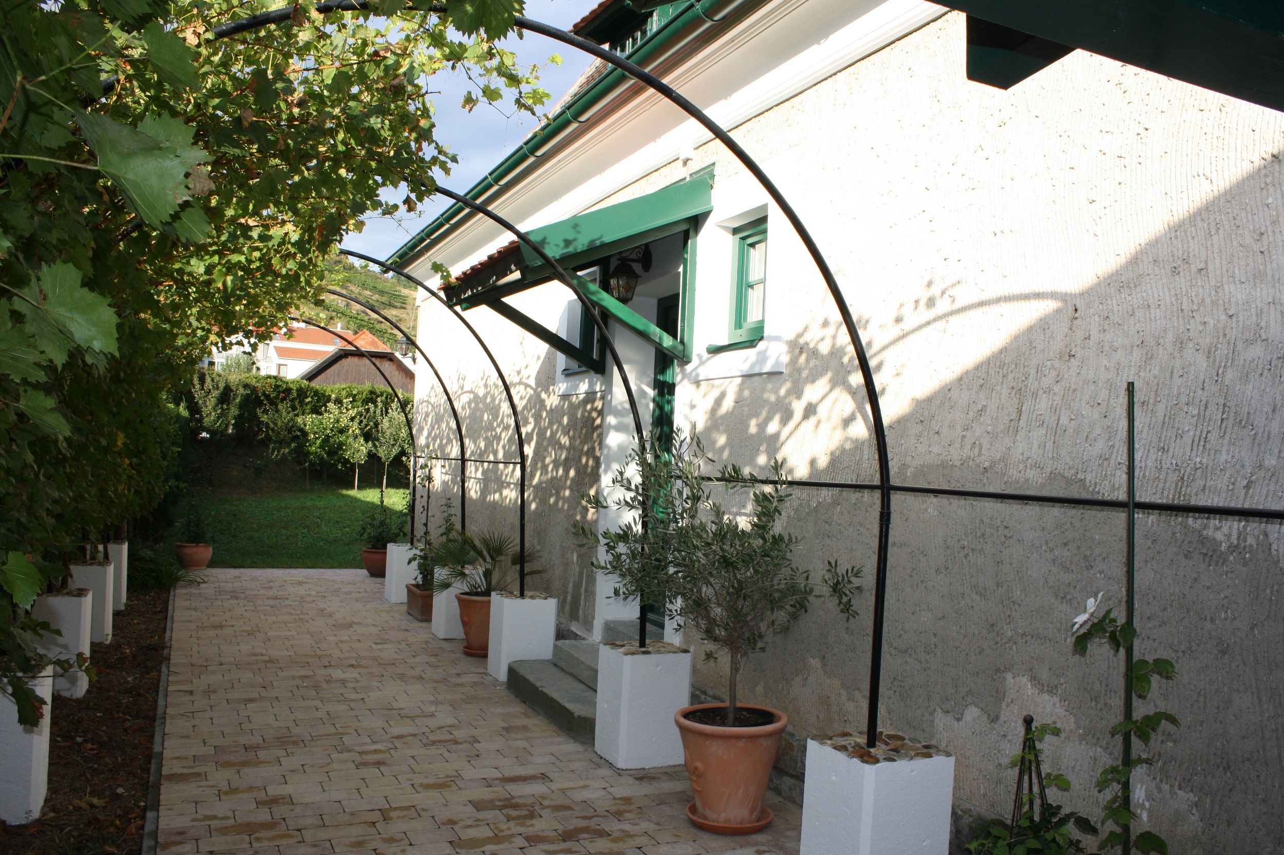 Laube mit Weinreben und Topfpflanzen am Bioweingut Schmidl.