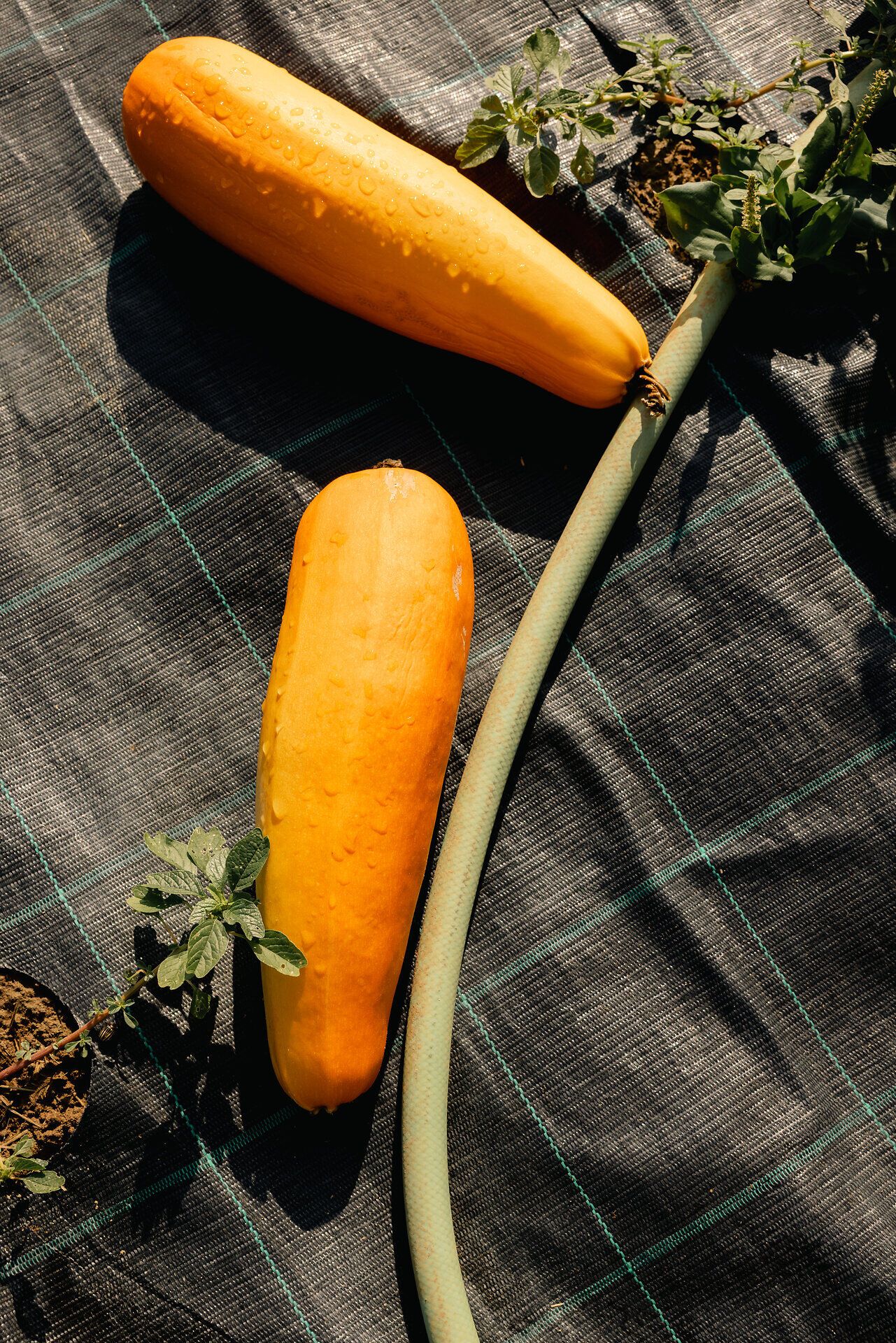 Zwei gelbe Zucchini auf einem Feld.