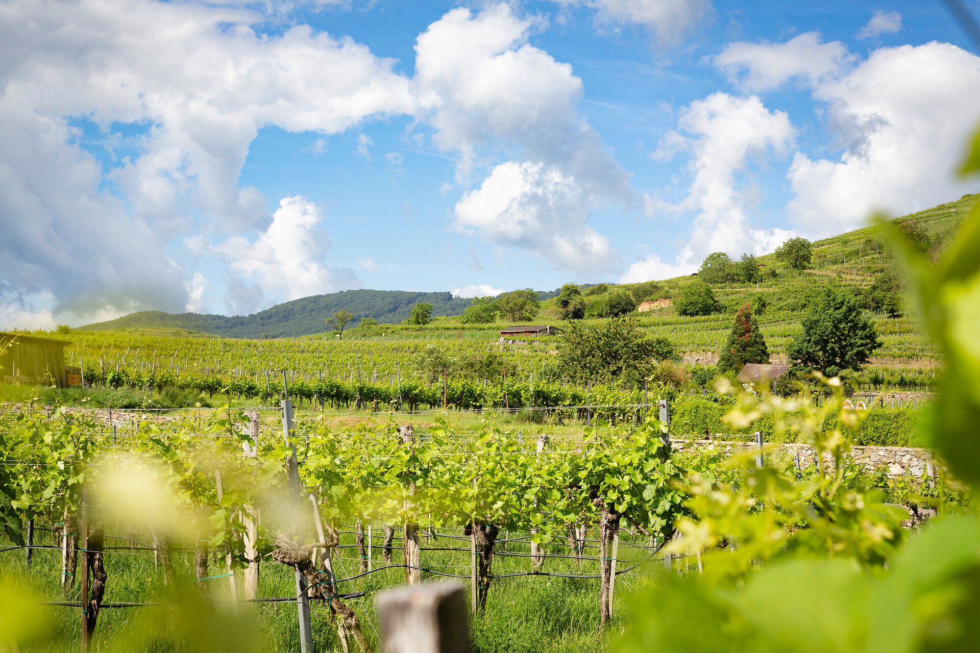 Die sanften Hügel der Weinberge erstrahlen im frischen Grün des Frühlings, während die Wolken am blauen Himmel vorbeiziehen. Hier, inmitten der idyllischen Landschaft, können Besucher die Ruhe und Schönheit der Natur genießen und die ersten Blüten der Reben bewundern.