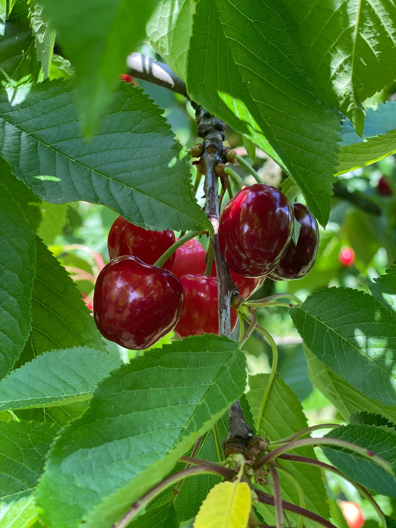 Nahaufnahme von roten Kirschen an einem Baum mit grünen Blättern.