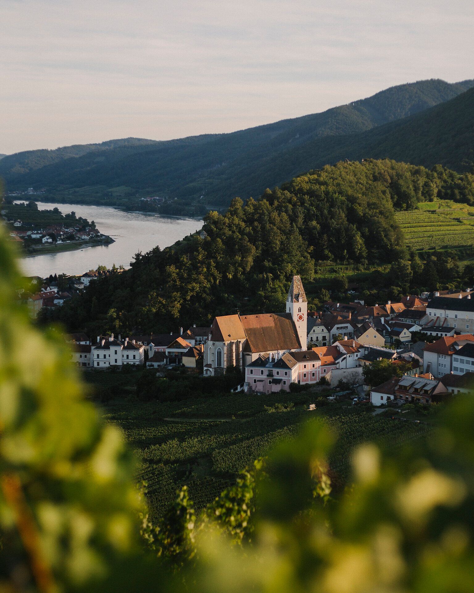 Blick über unscharfe Weinreben auf Spitz an der Donau mit Kirche und roten Dächern; dahinter die Donau und der Tausendeimerberg, eingerahmt von bewaldeten Hängen.