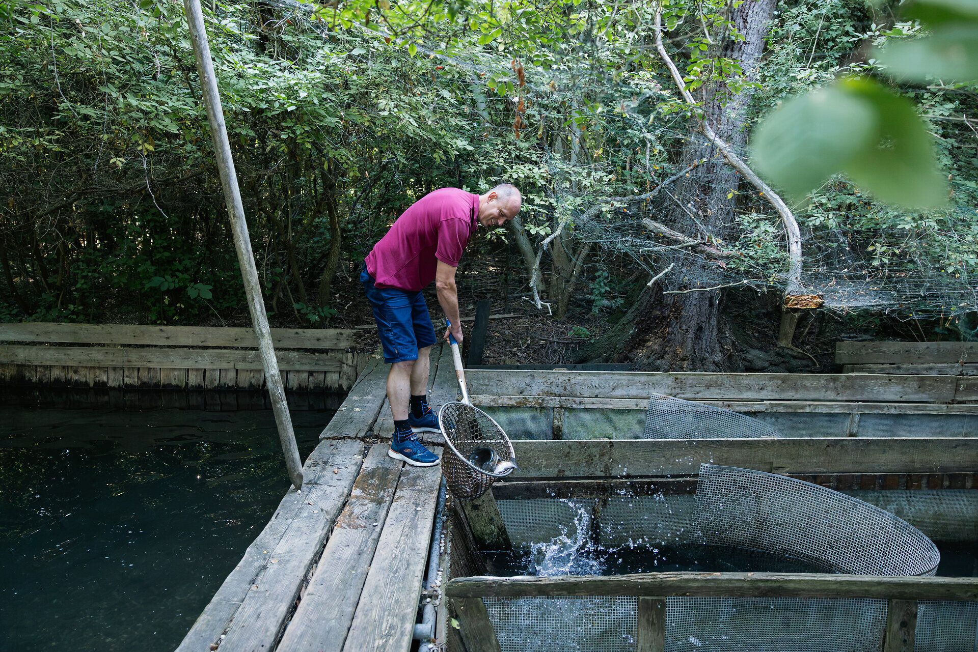 Ein Fischer holt einen Fisch mit einem Kescher aus einem Becken.