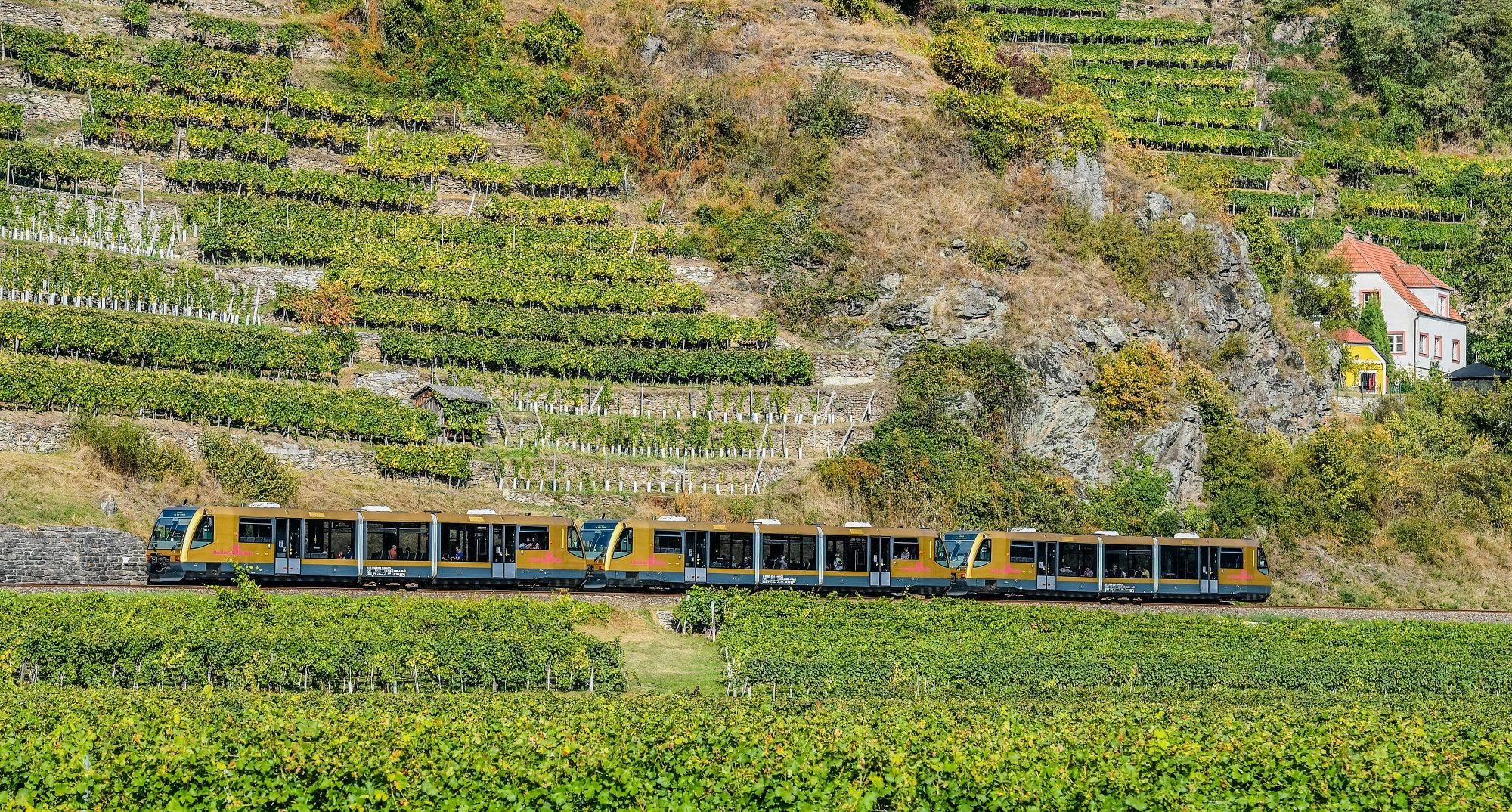 Ein Zug der Wachaubahn fährt durch eine malerische Weinberglandschaft mit terrassierten Reben und einem kleinen Haus im Hintergrund.