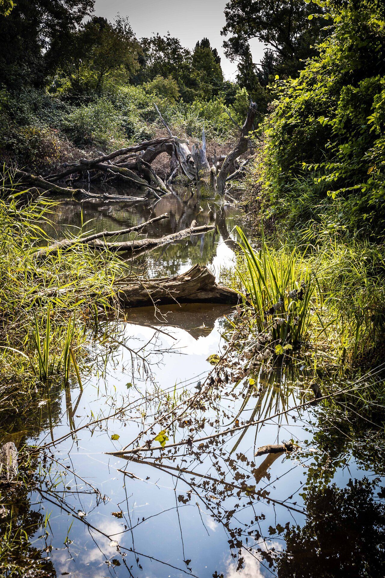 Gewässer mit Totholz.