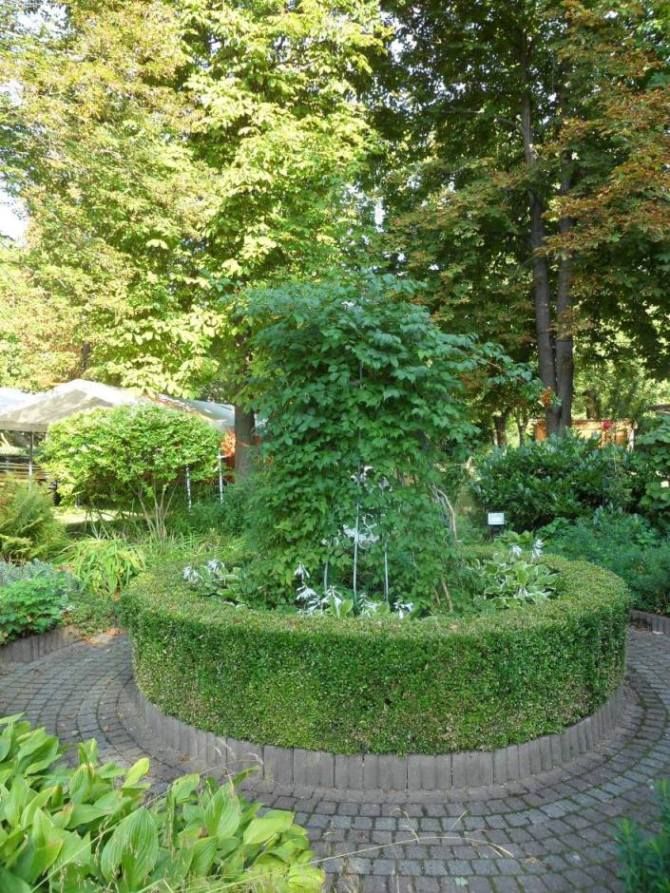 Ein gepflegter Garten mit runder Hecke und üppigem Grün, umgeben von Bäumen.