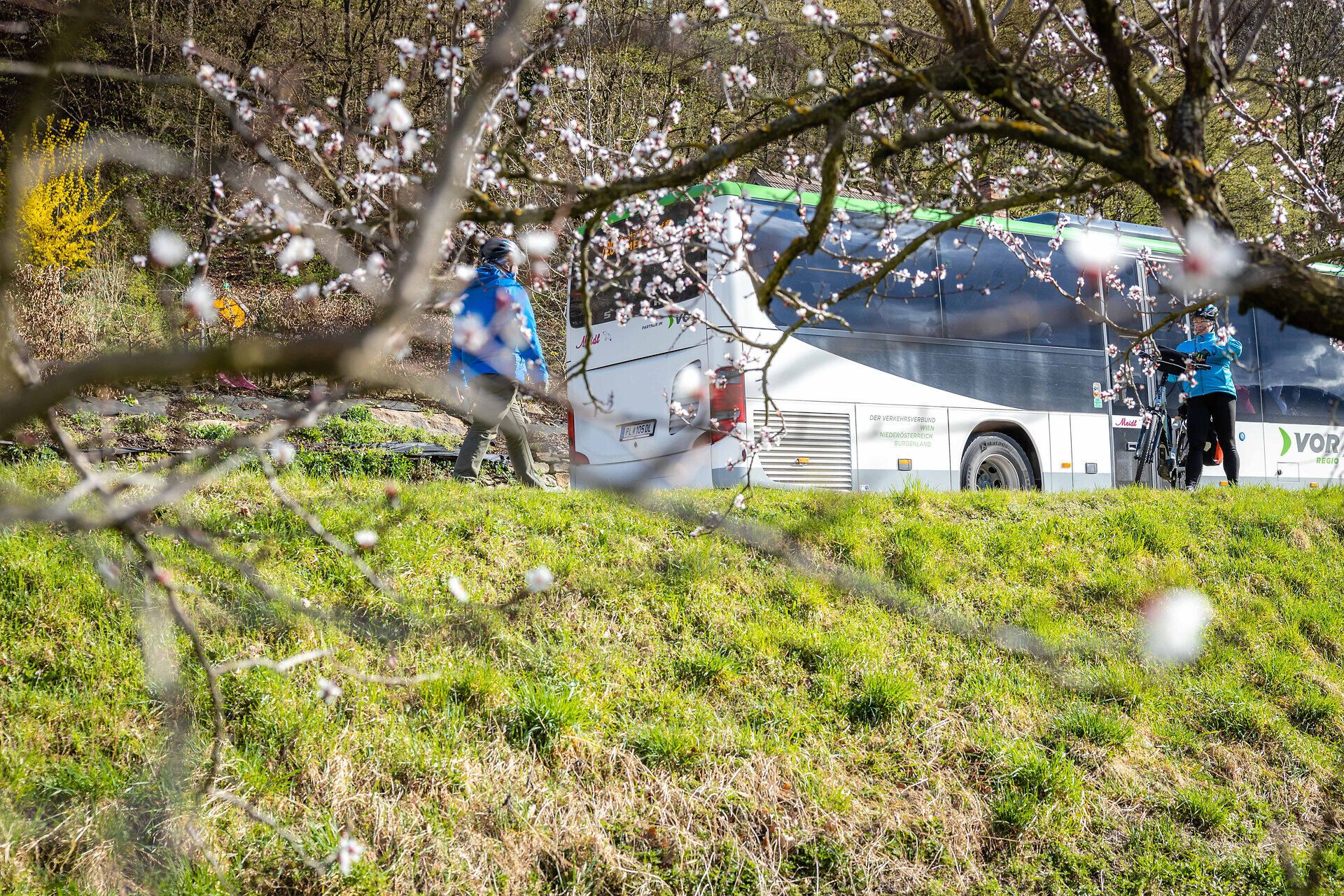 Die zarten Blüten der Marillenbäume erstrahlen in voller Pracht und verleihen der Landschaft einen Hauch von Magie. Ein Bus hält in der Nähe, während die frische Frühlingsluft die Sinne belebt und die Vorfreude auf die bevorstehenden Abenteuer in der Natur weckt.