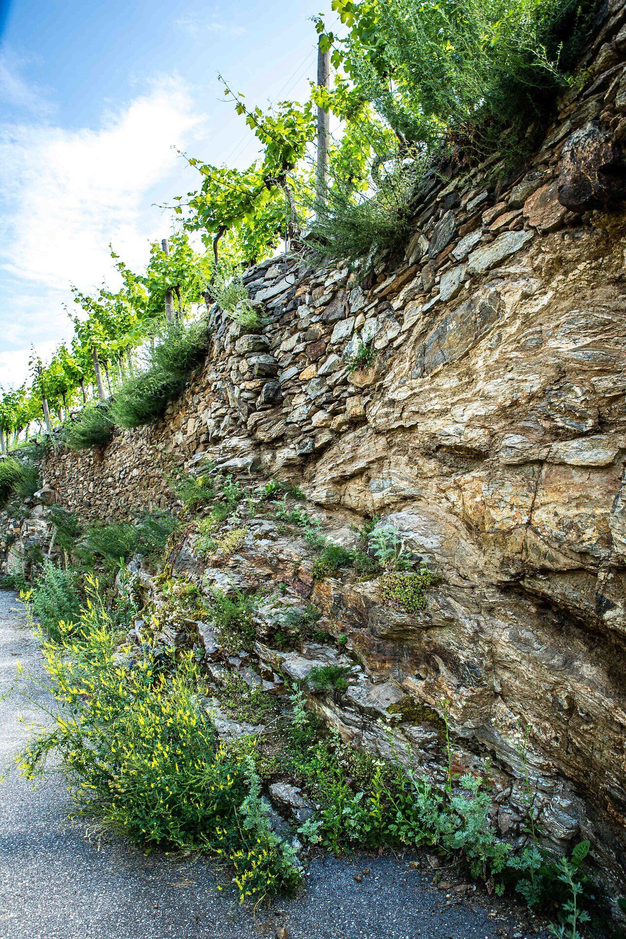 Domäne Wachau©PamelaSchmatz-0002