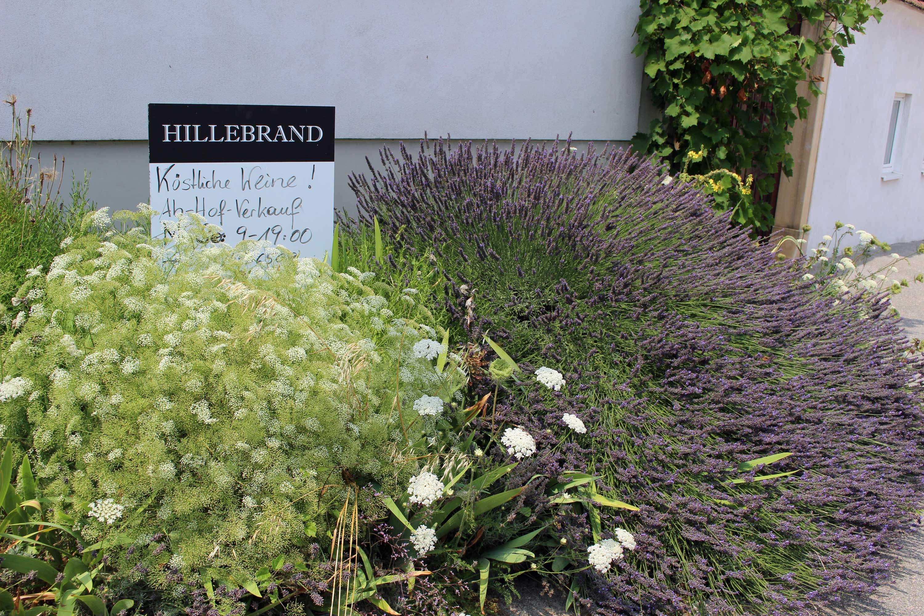 Weinbau Hillebrand, Petronell-Carnuntum