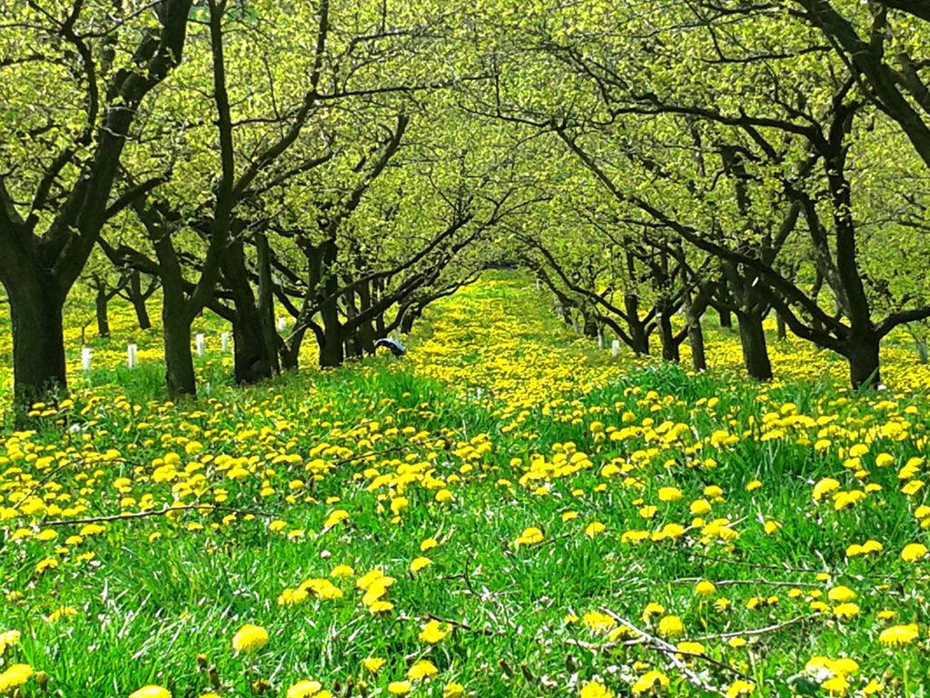 Ein Obstgarten mit blühenden Löwenzahnblumen und grünen Bäumen.