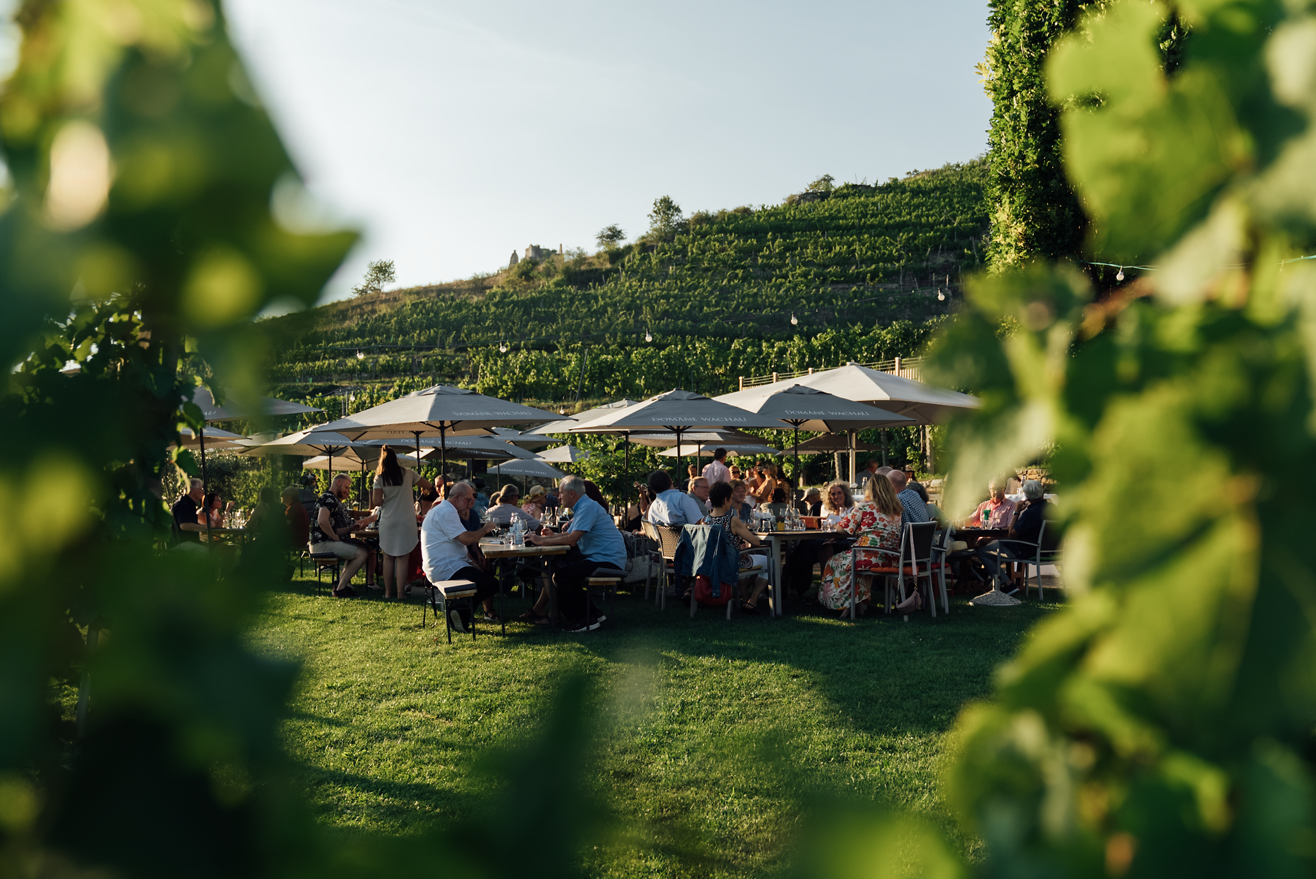 Inmitten der sanften Hügel und üppigen Weinreben genießen die Gäste eine gesellige Atmosphäre unter schattigen Sonnenschirmen. Der Duft von frisch zubereiteten Speisen und der Klang fröhlicher Gespräche schaffen ein einladendes Ambiente, das zum Verweilen einlädt.